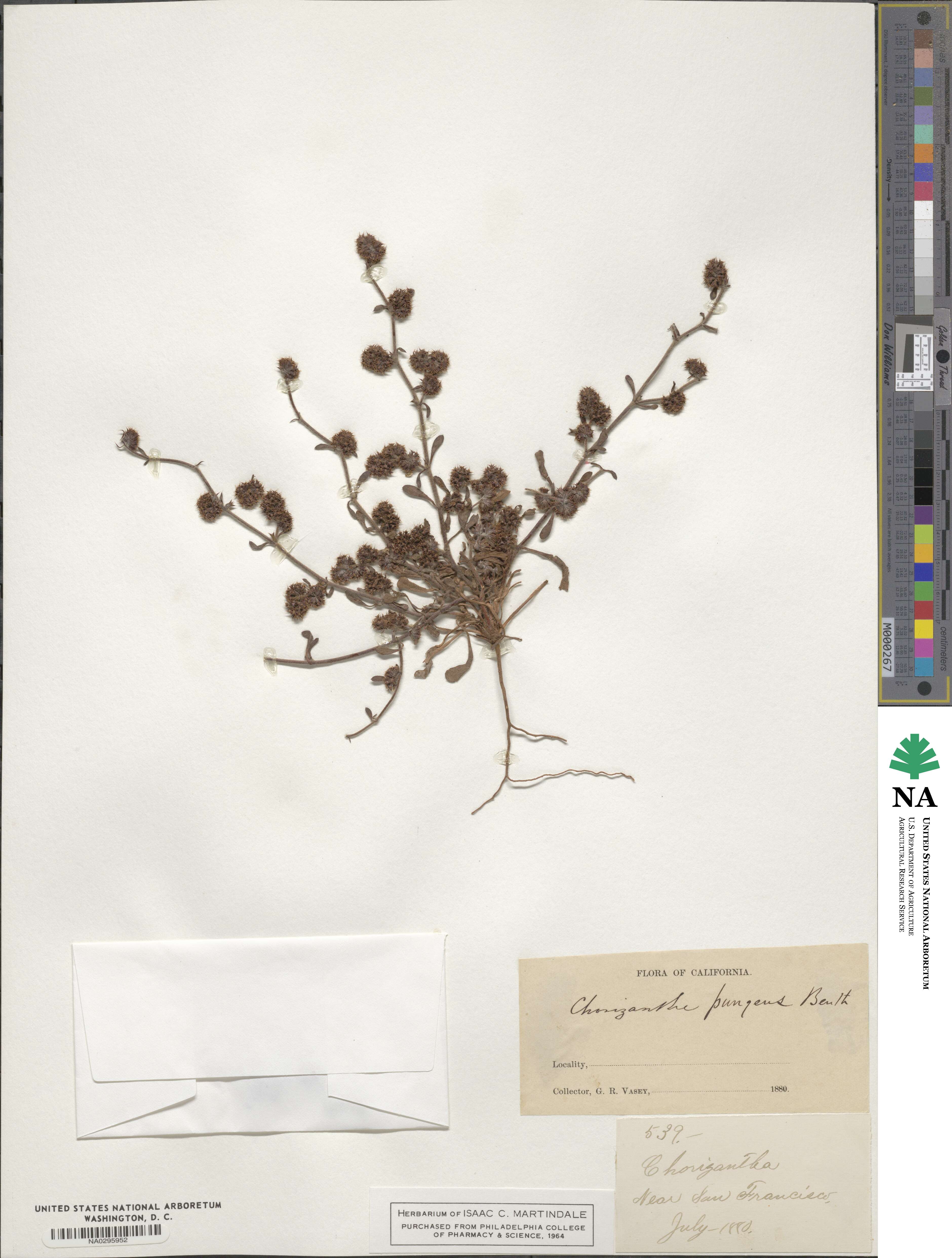 Chorizanthe pungens image