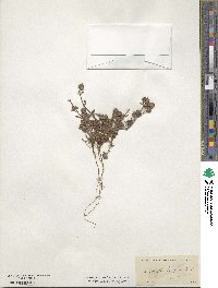 Chorizanthe pungens image