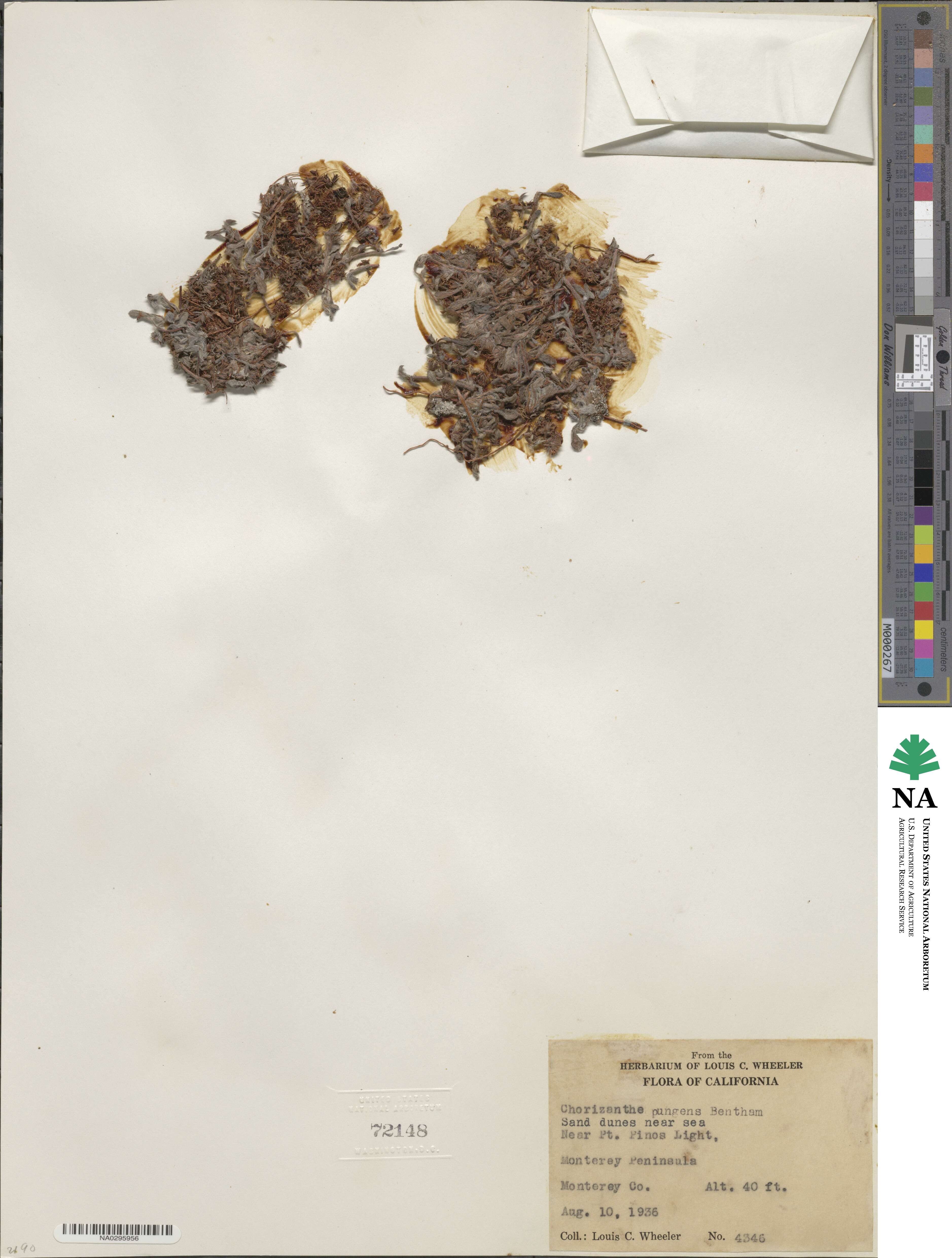 Chorizanthe pungens image