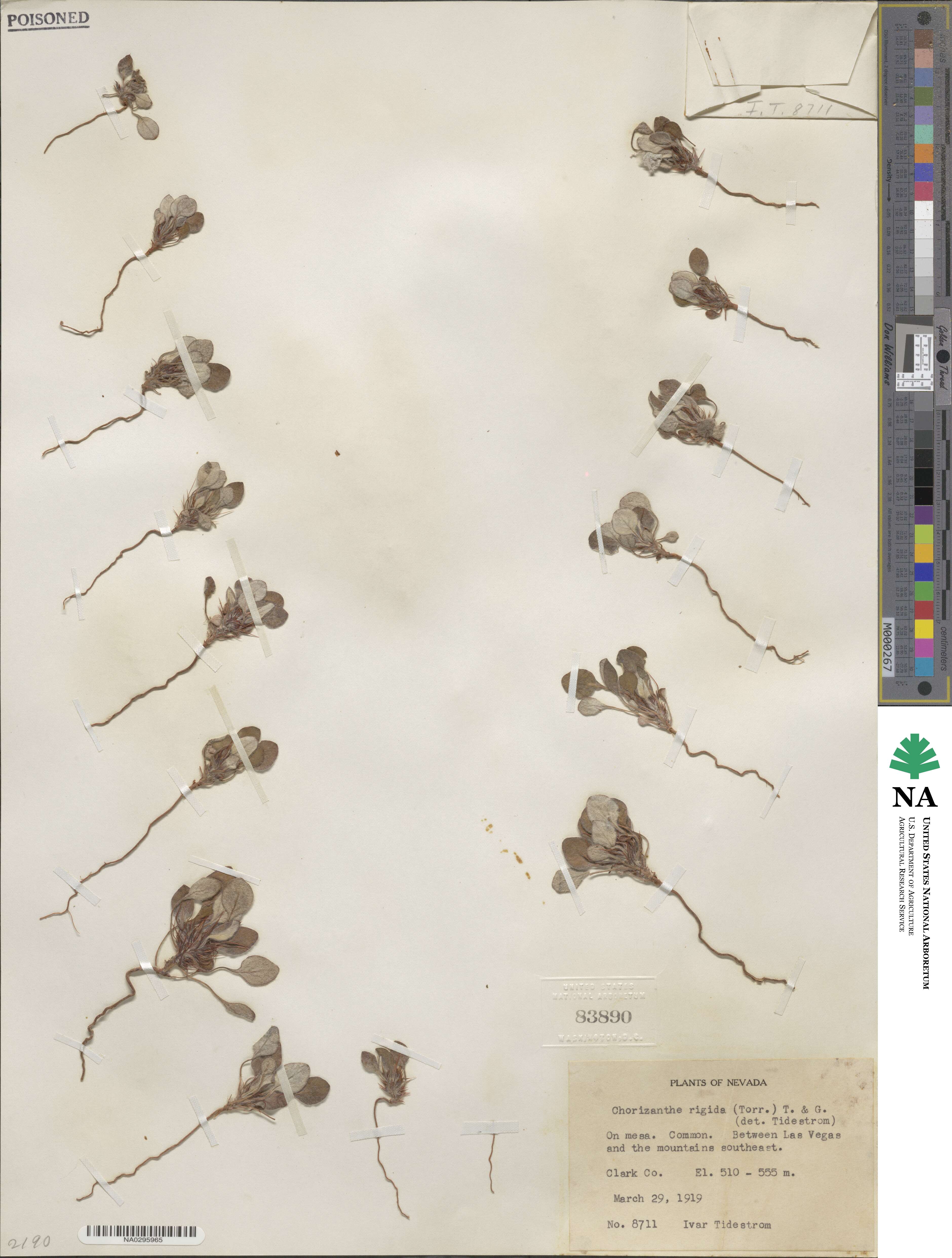 Chorizanthe rigida image