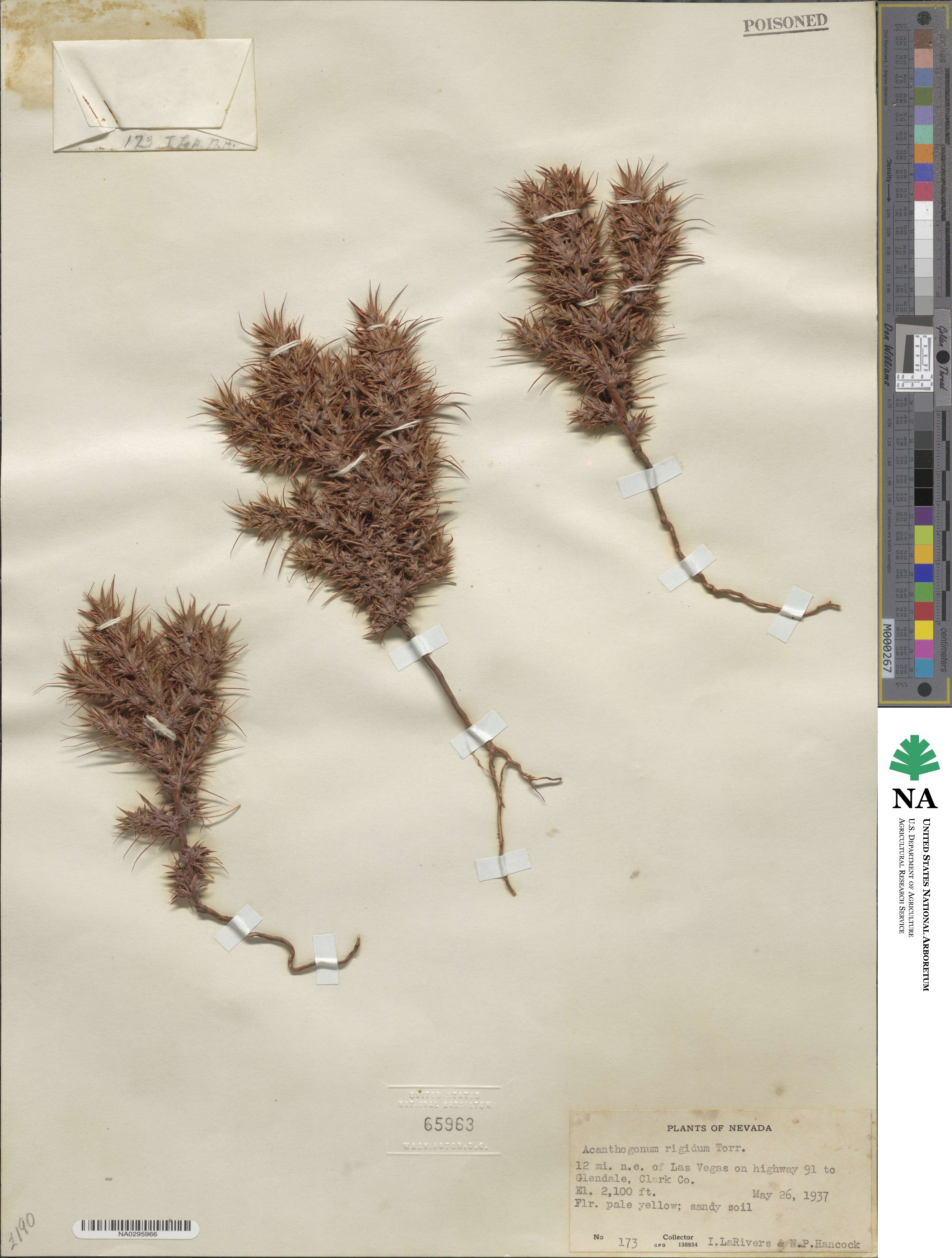 Chorizanthe rigida image