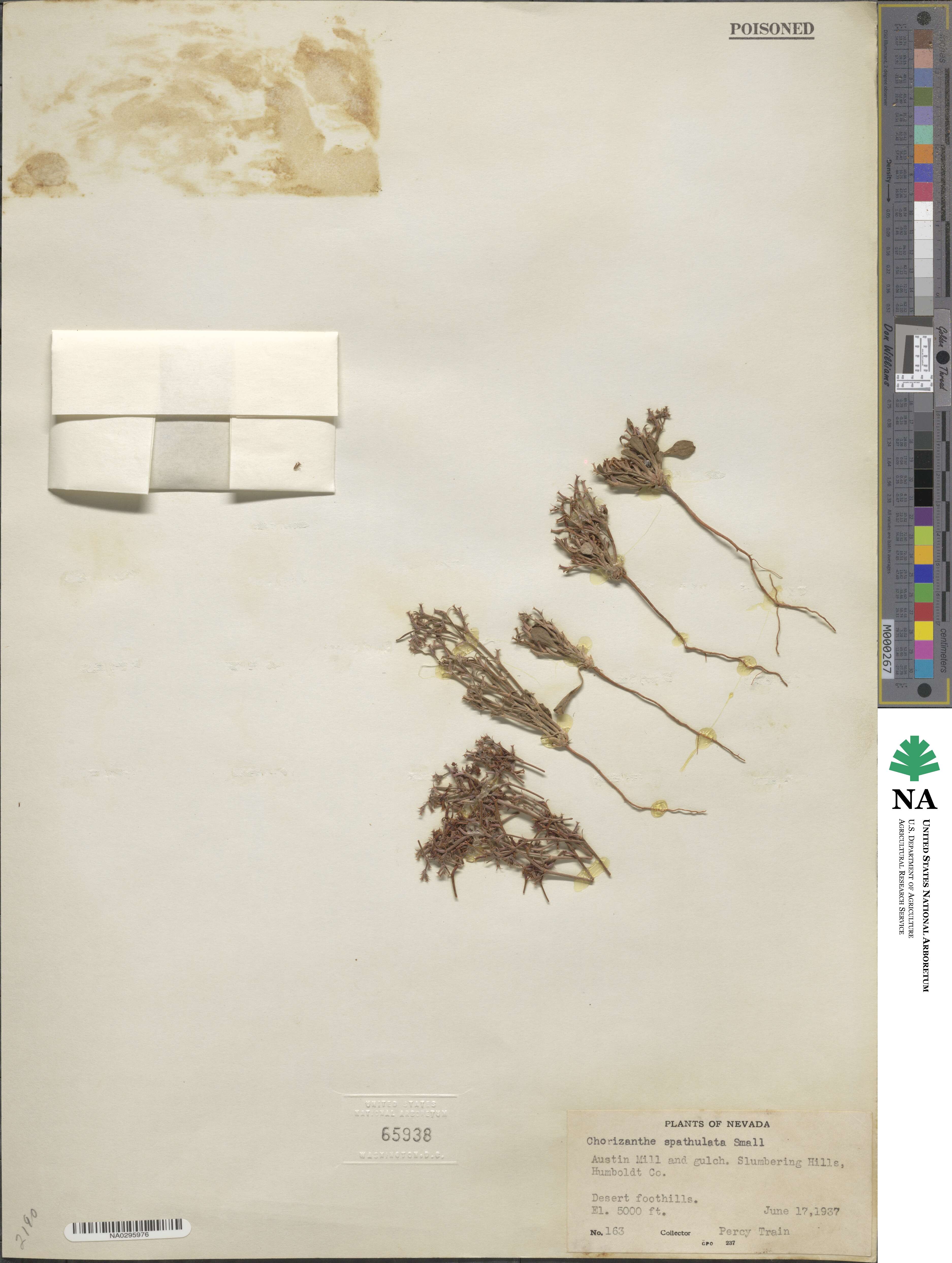 Chorizanthe brevicornu var. spathulata image