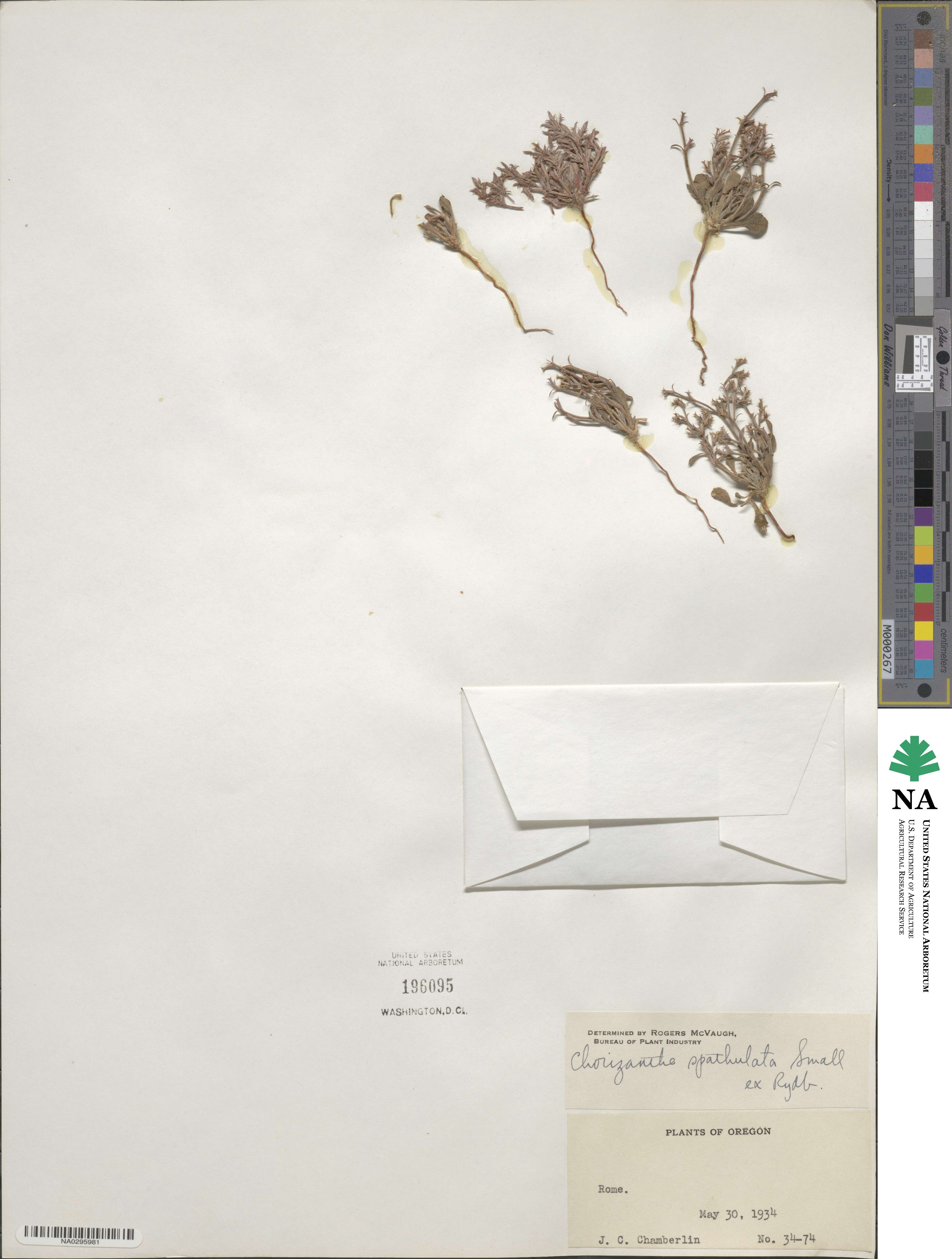 Chorizanthe brevicornu image