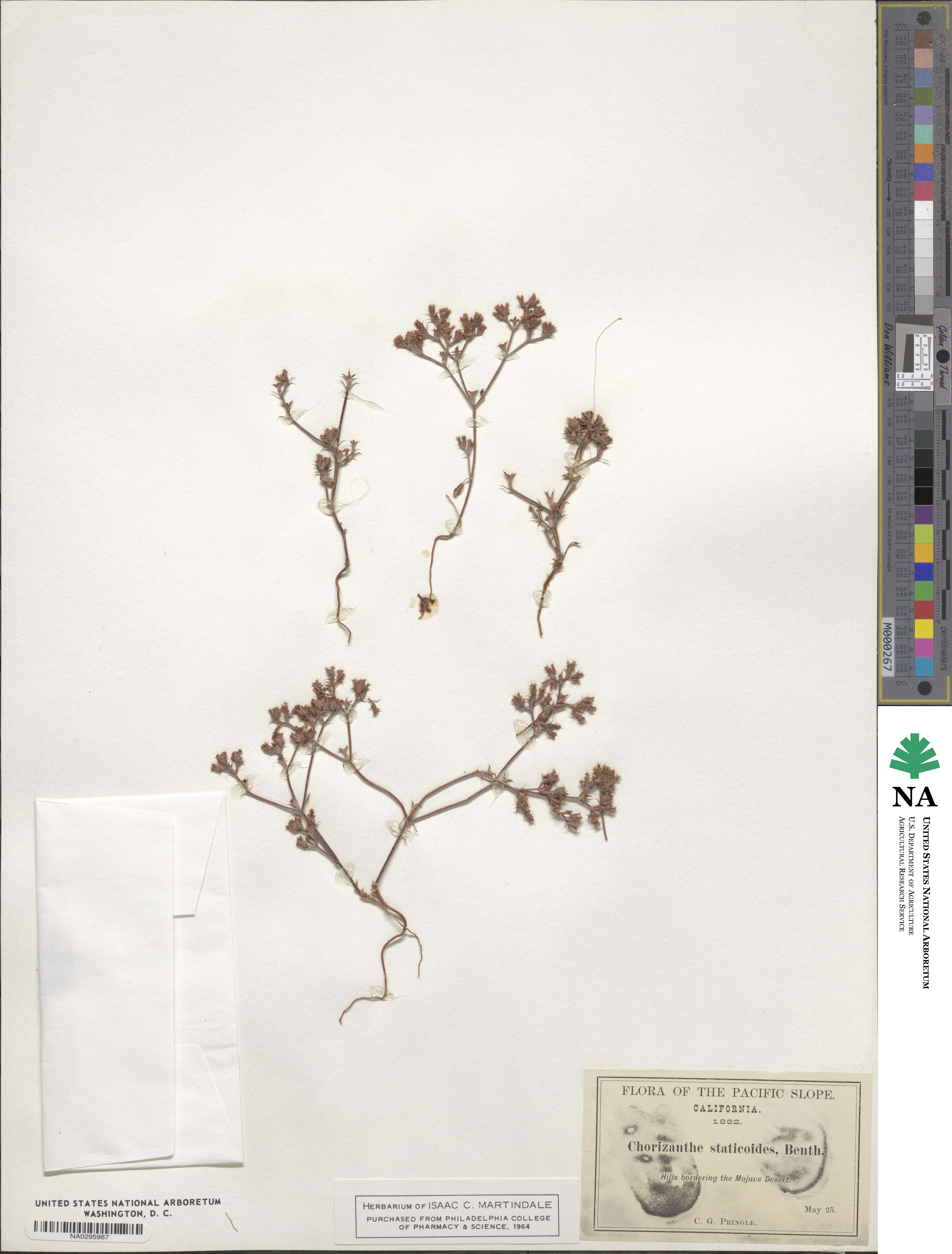 Chorizanthe staticoides image