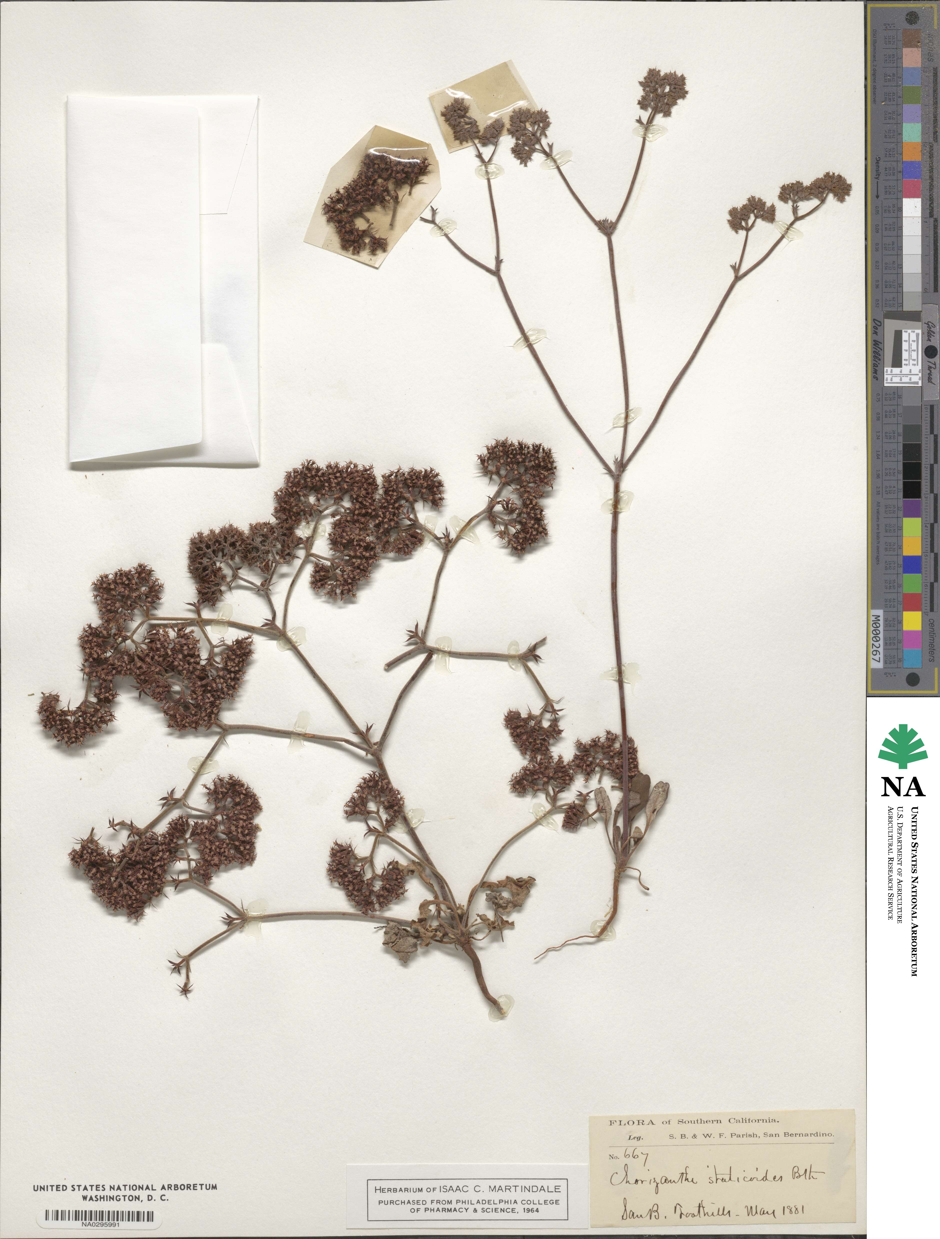Chorizanthe staticoides image