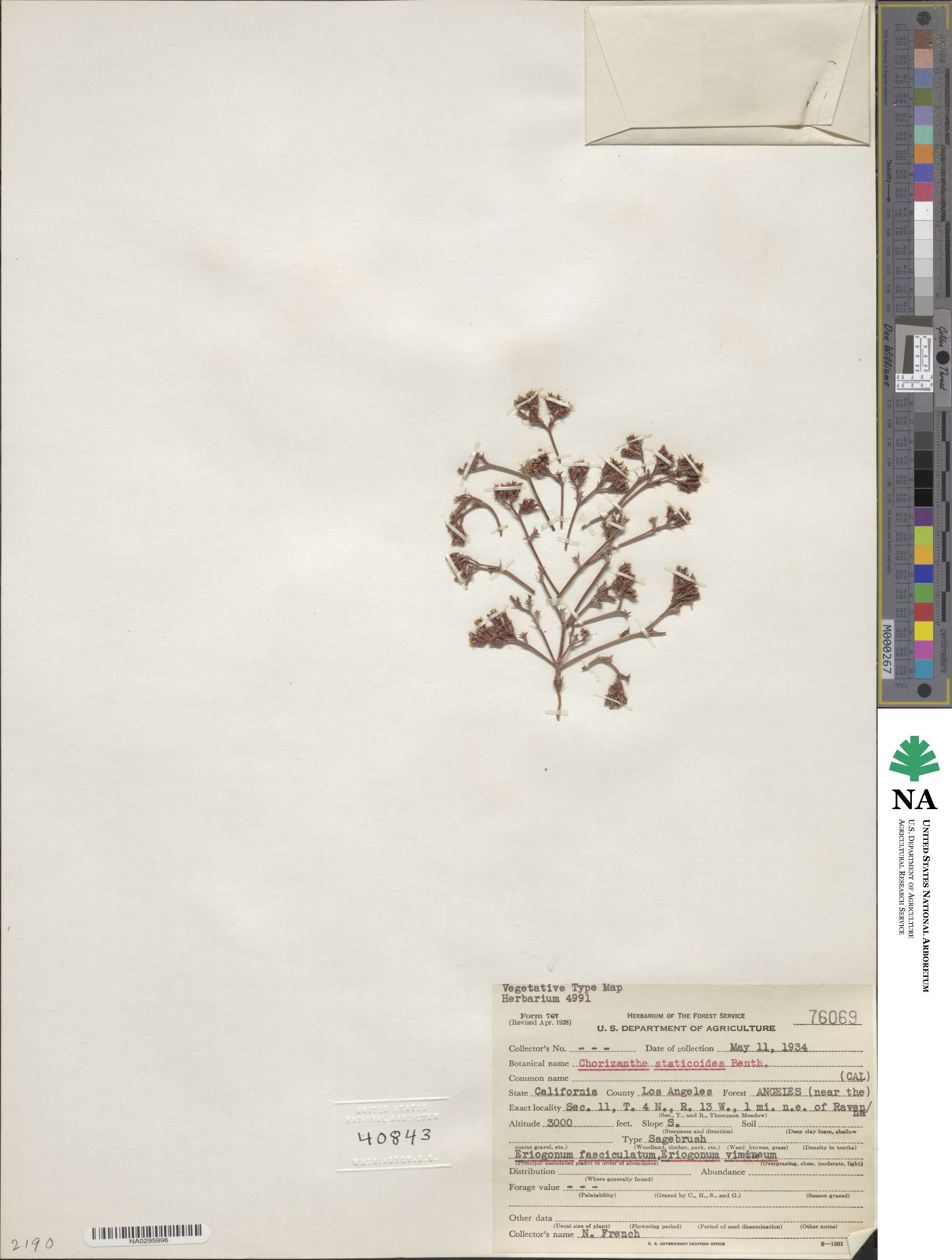 Chorizanthe staticoides image