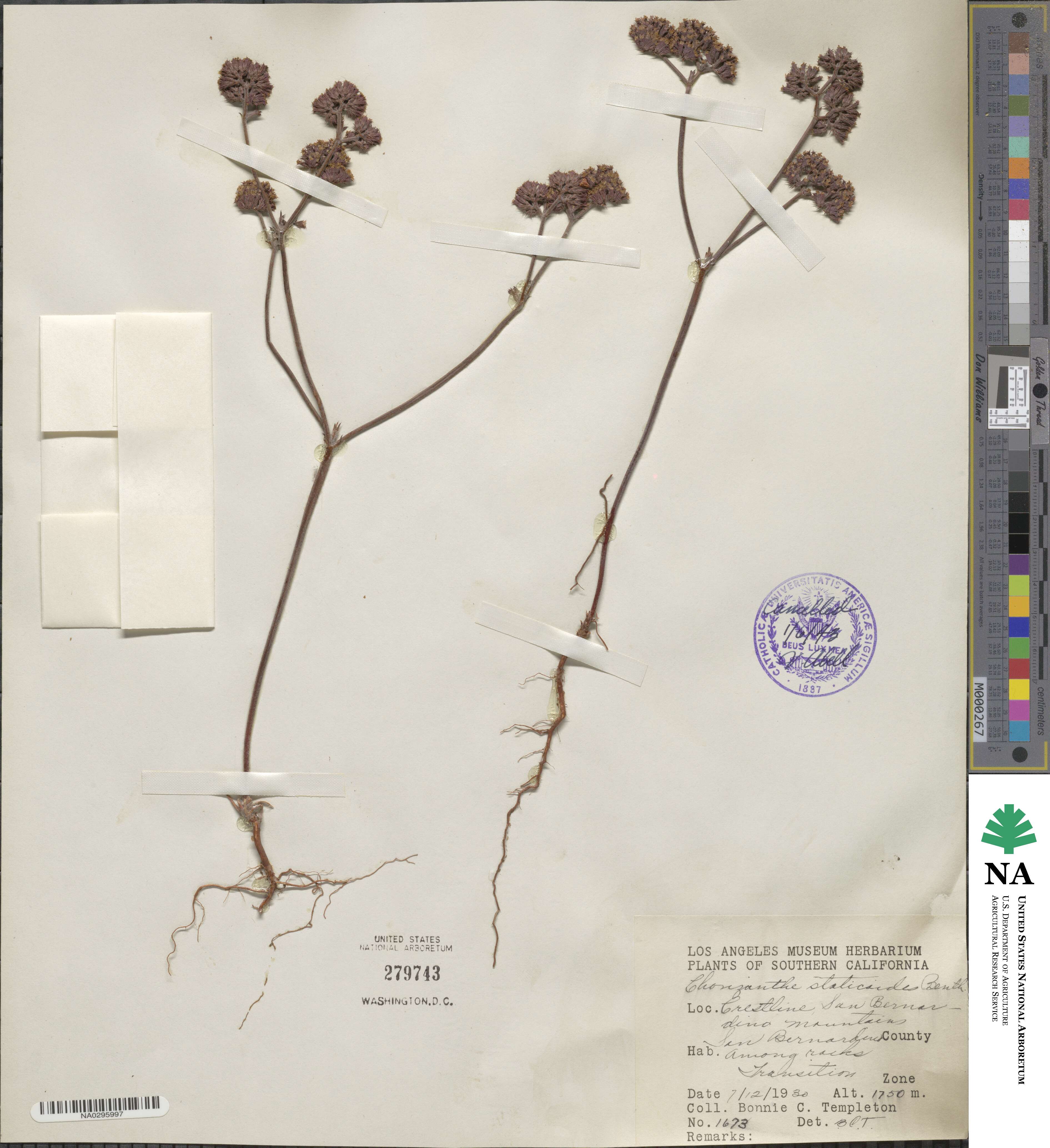 Chorizanthe staticoides image