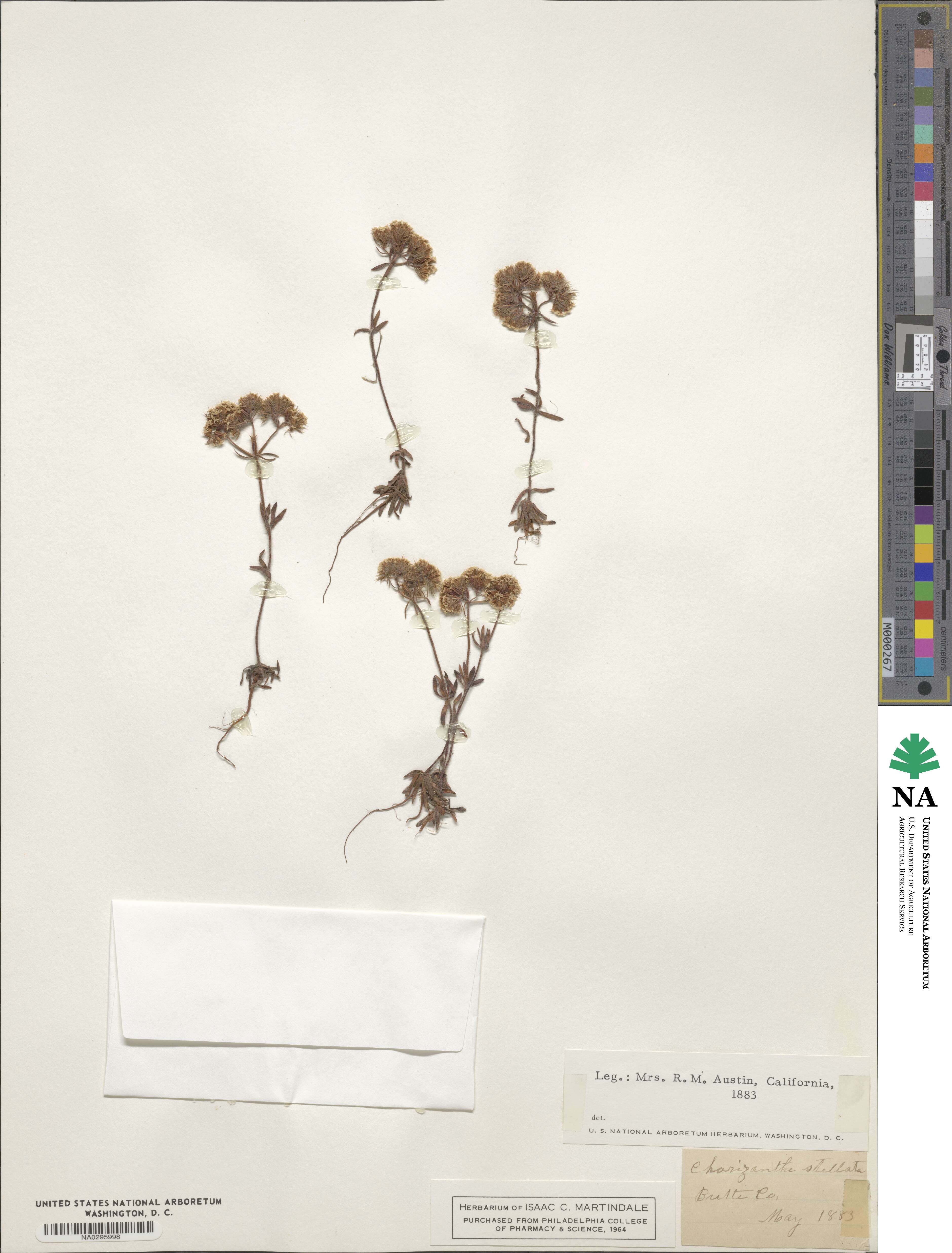 Chorizanthe stellulata image