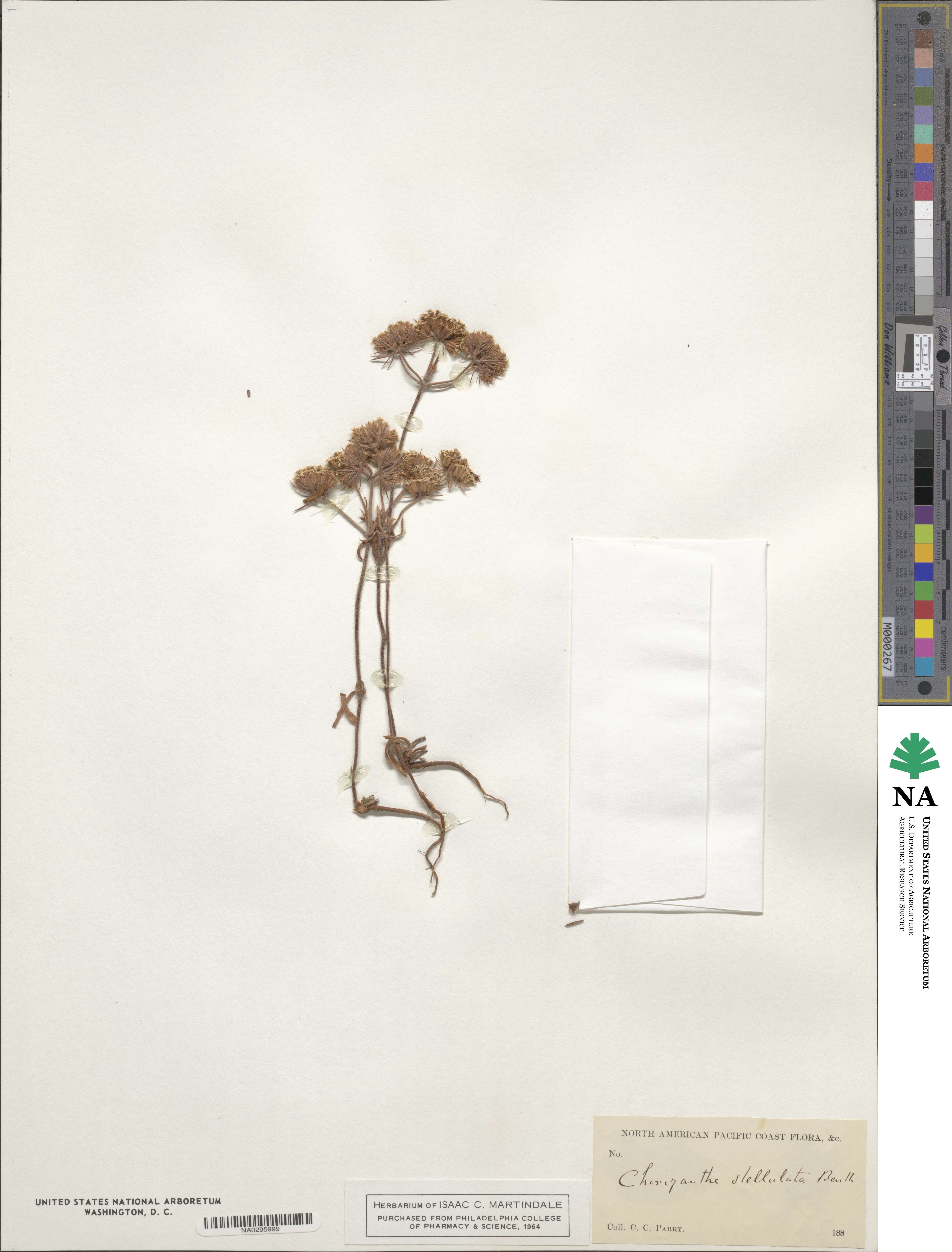 Chorizanthe stellulata image