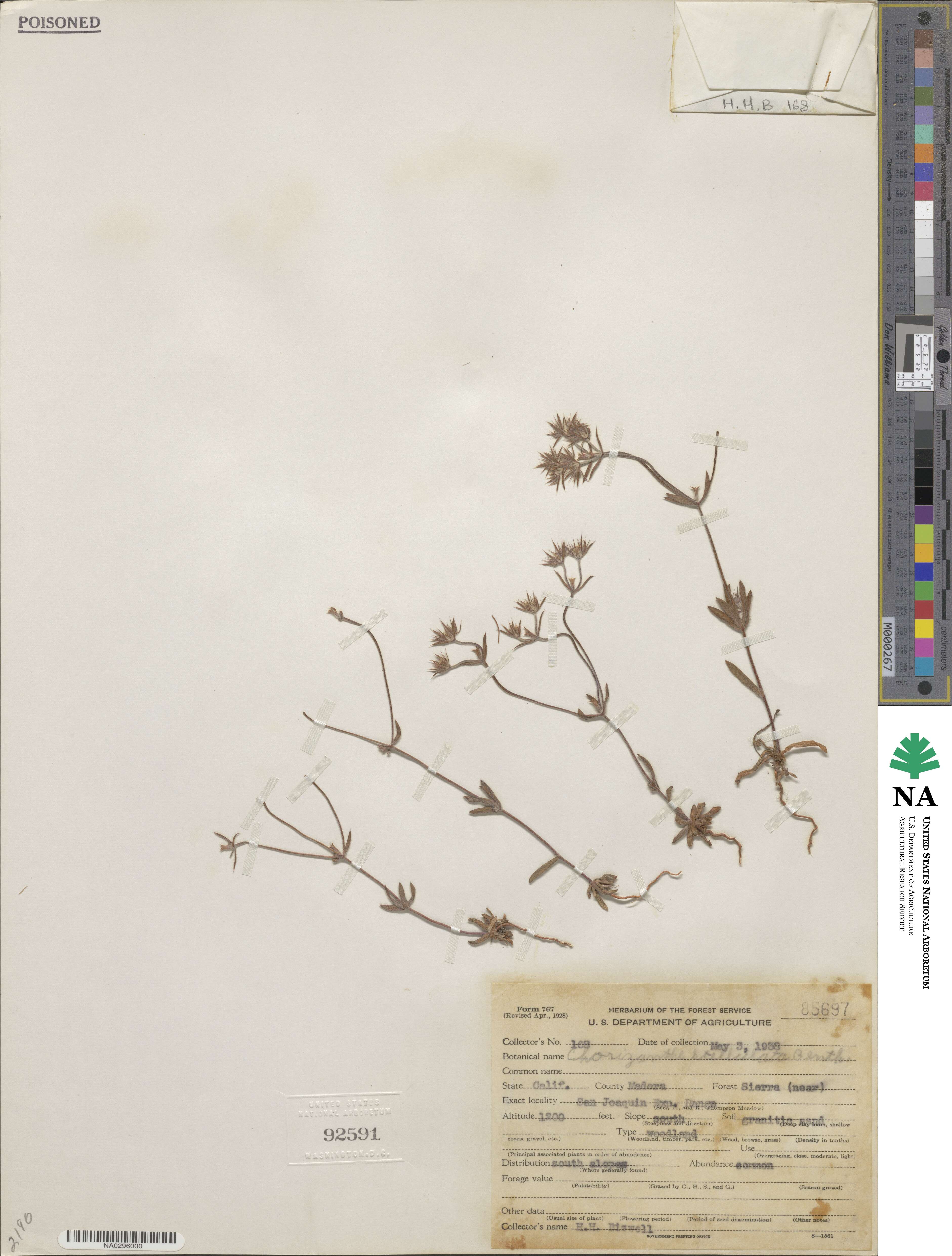 Chorizanthe stellulata image