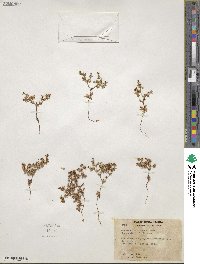 Centrostegia thurberi image