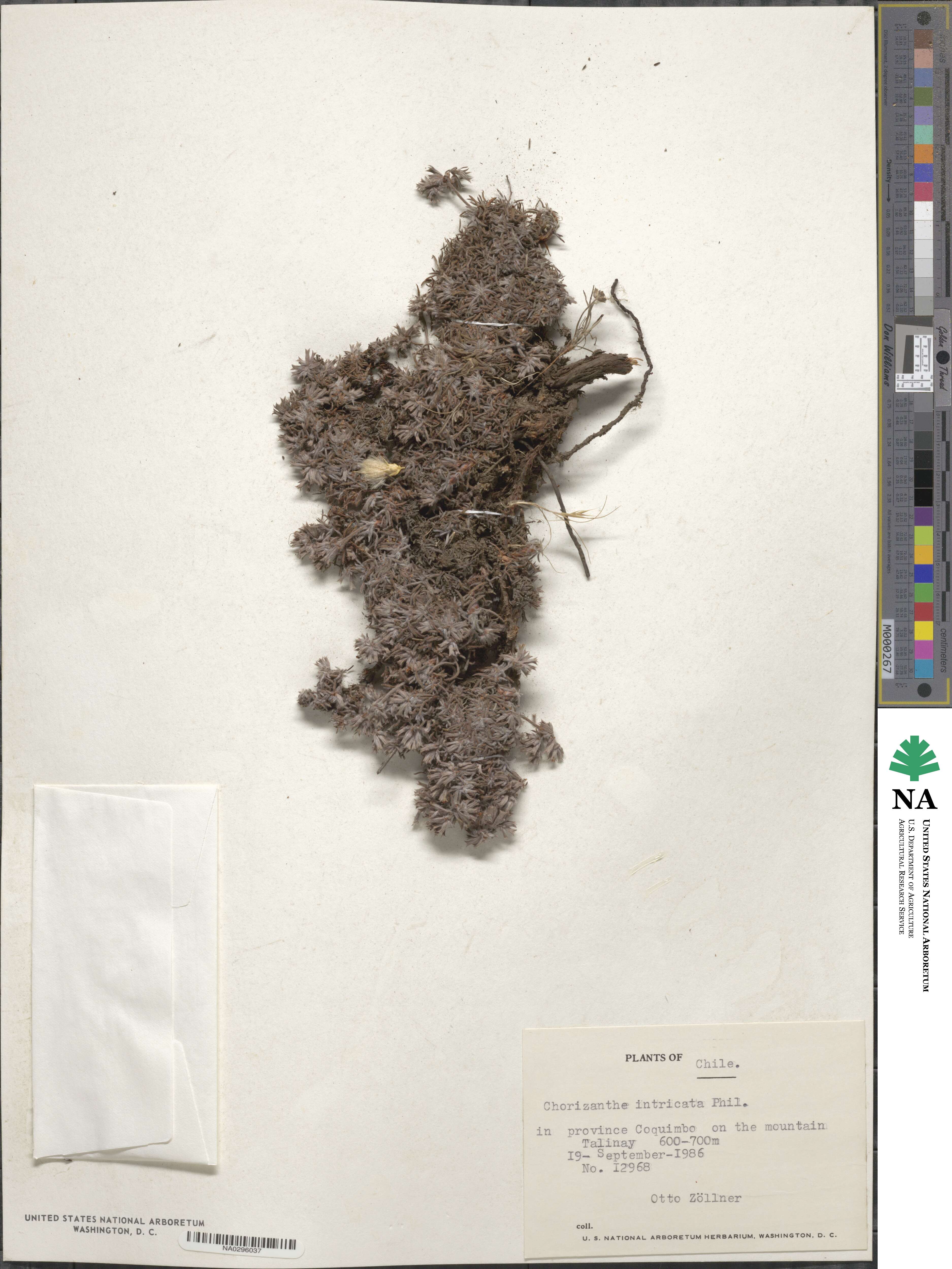 Chorizanthe dasyantha image