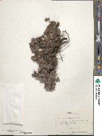 Chorizanthe dasyantha image