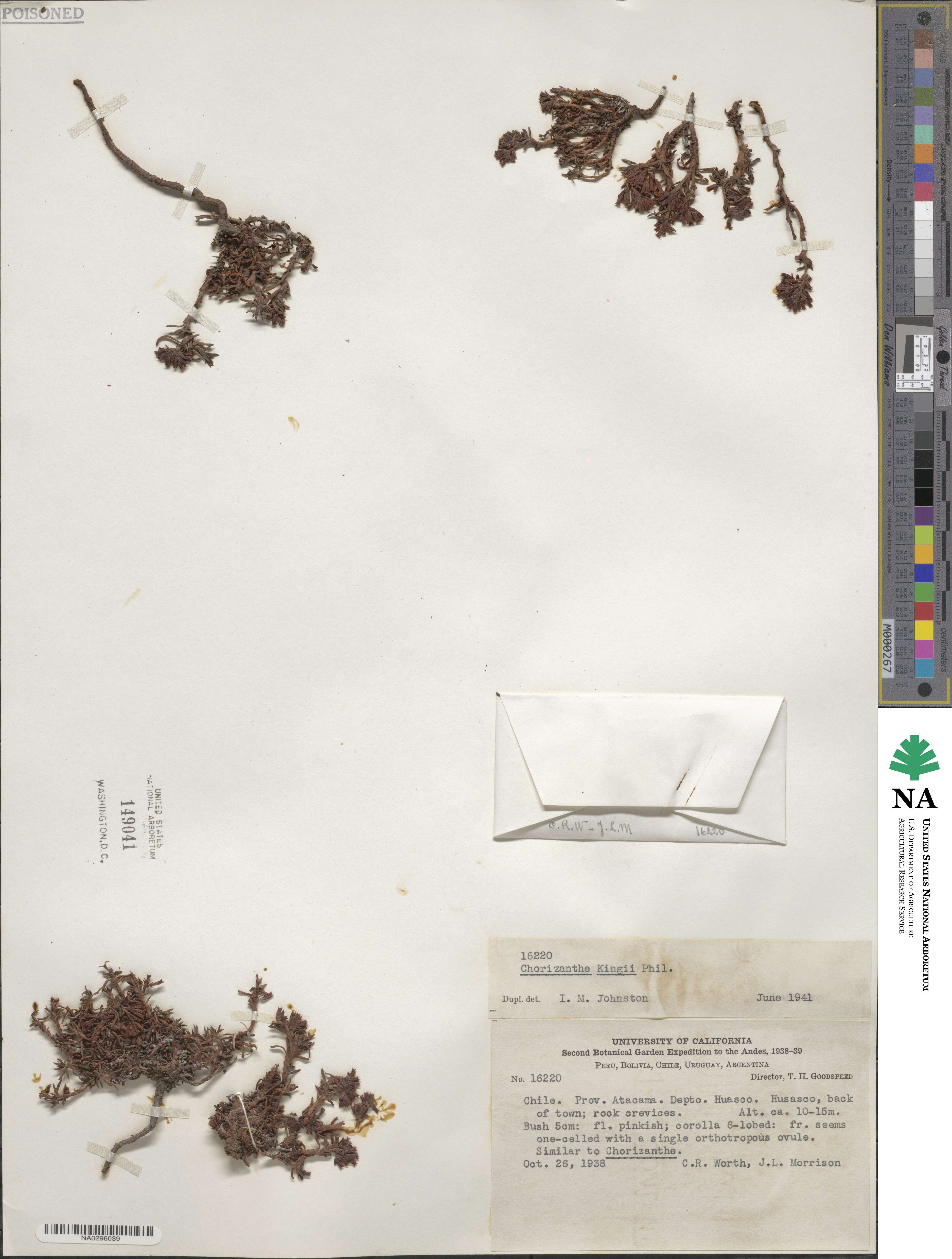 Chorizanthe kingii image