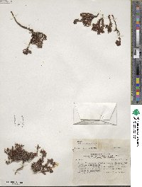 Chorizanthe kingii image