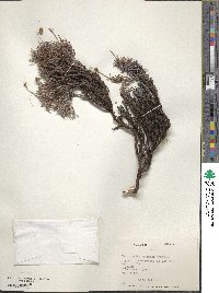 Chorizanthe paniculata image