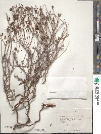 Chorizanthe paniculata image