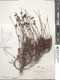 Chorizanthe peduncularis image