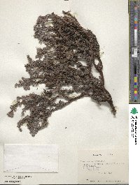 Chorizanthe paniculata image
