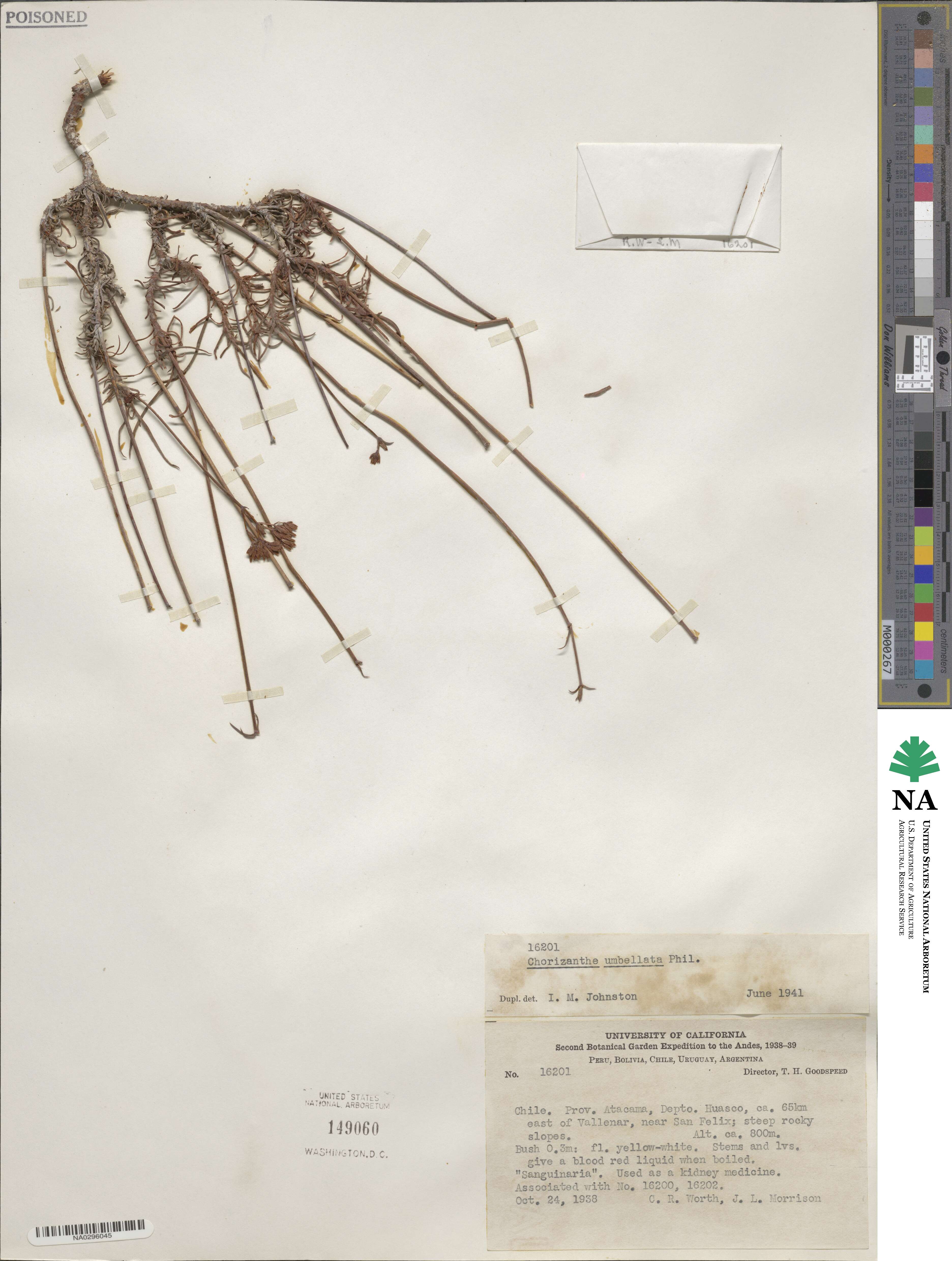 Chorizanthe peduncularis image