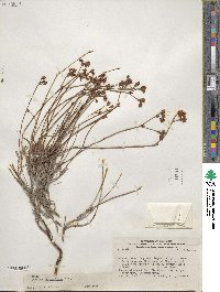 Chorizanthe peduncularis image