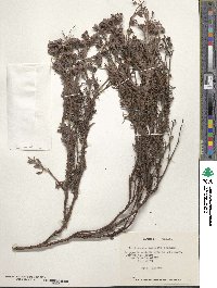 Chorizanthe vaginata image