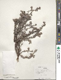 Chorizanthe vaginata image