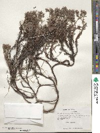Chorizanthe vaginata image