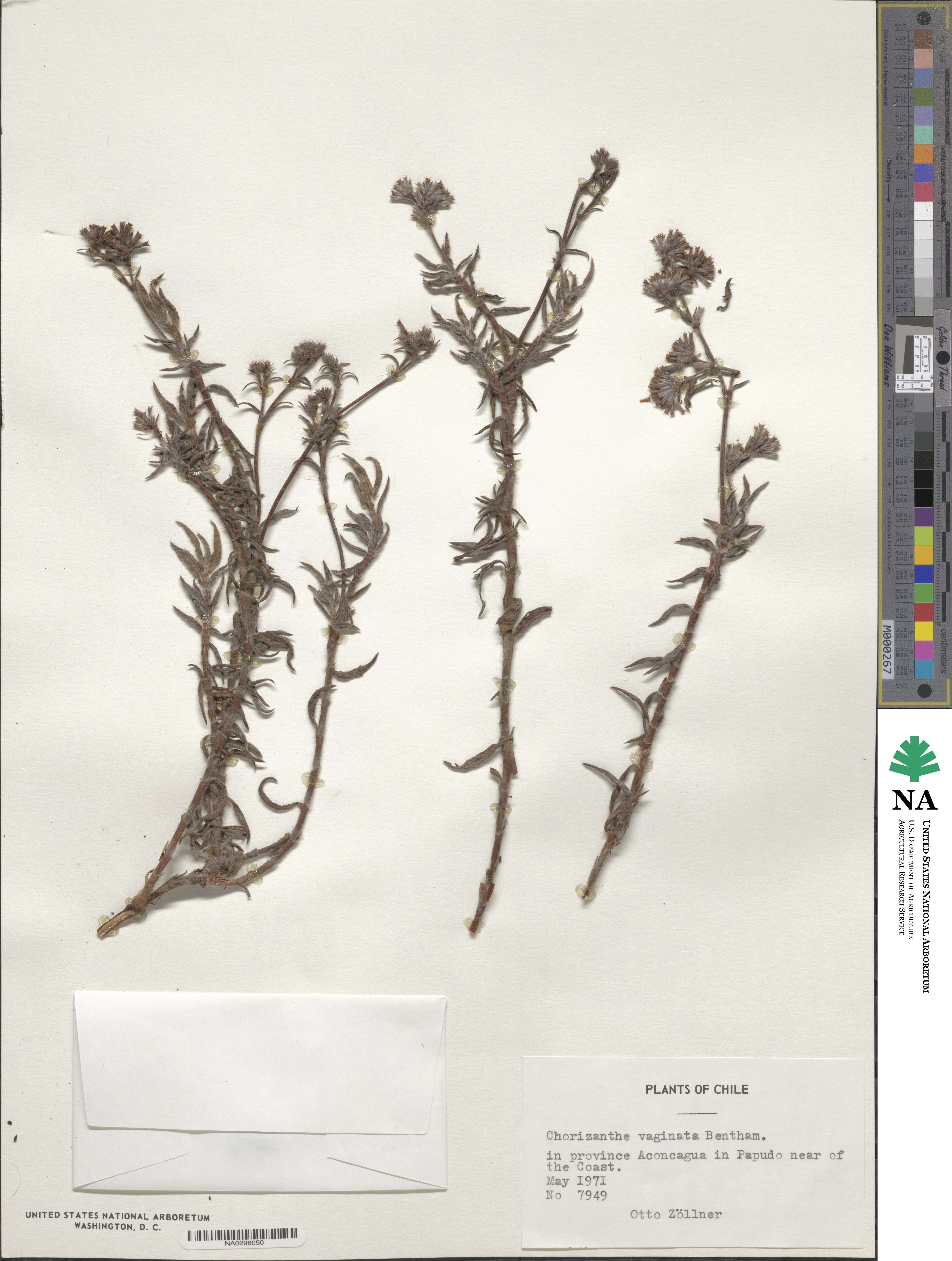 Chorizanthe vaginata image