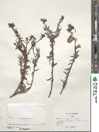 Chorizanthe vaginata image