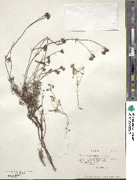Image of Chorizanthe virgata