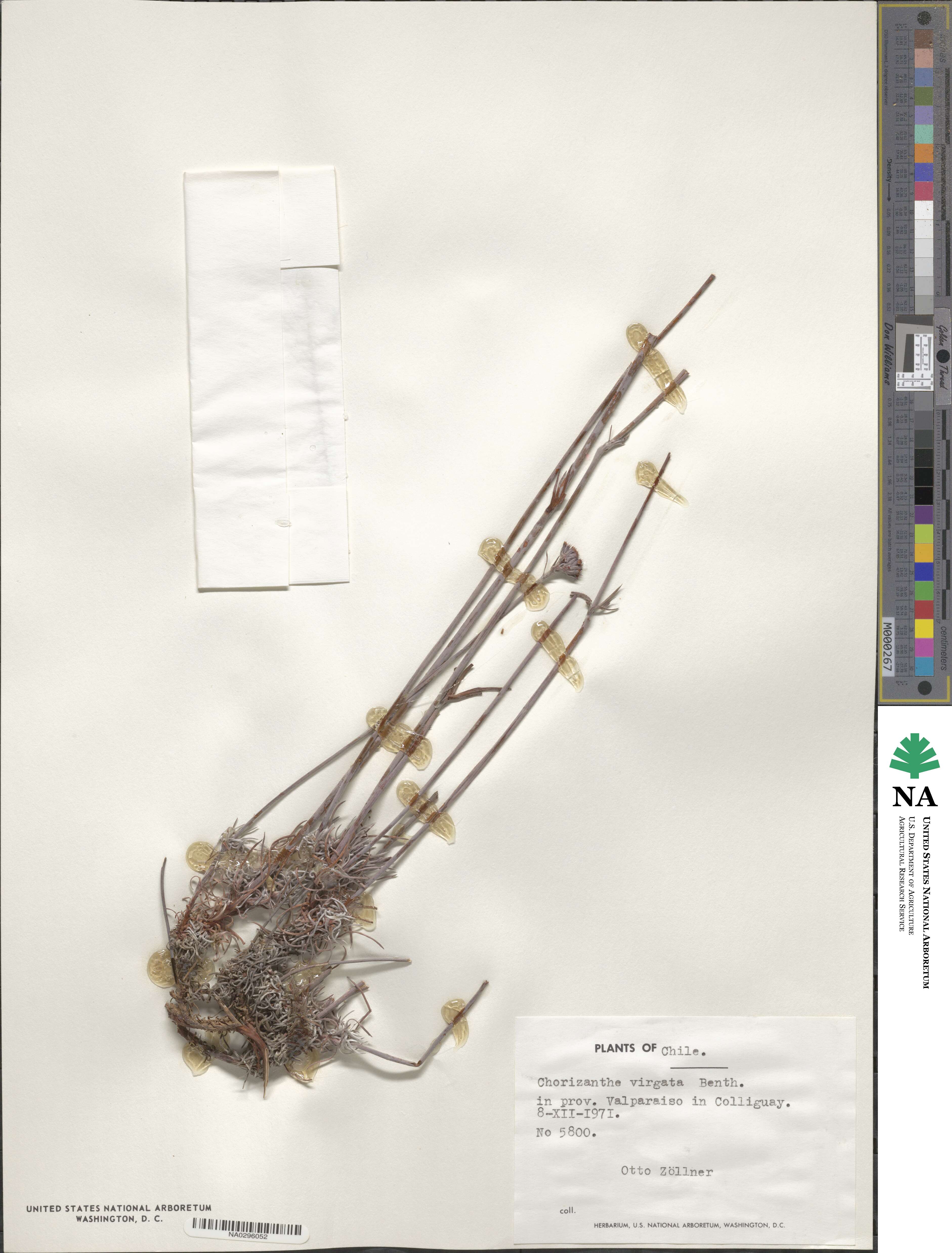 Chorizanthe virgata image