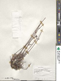 Chorizanthe virgata image