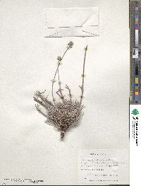 Chorizanthe virgata image