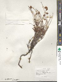 Chorizanthe viridis image