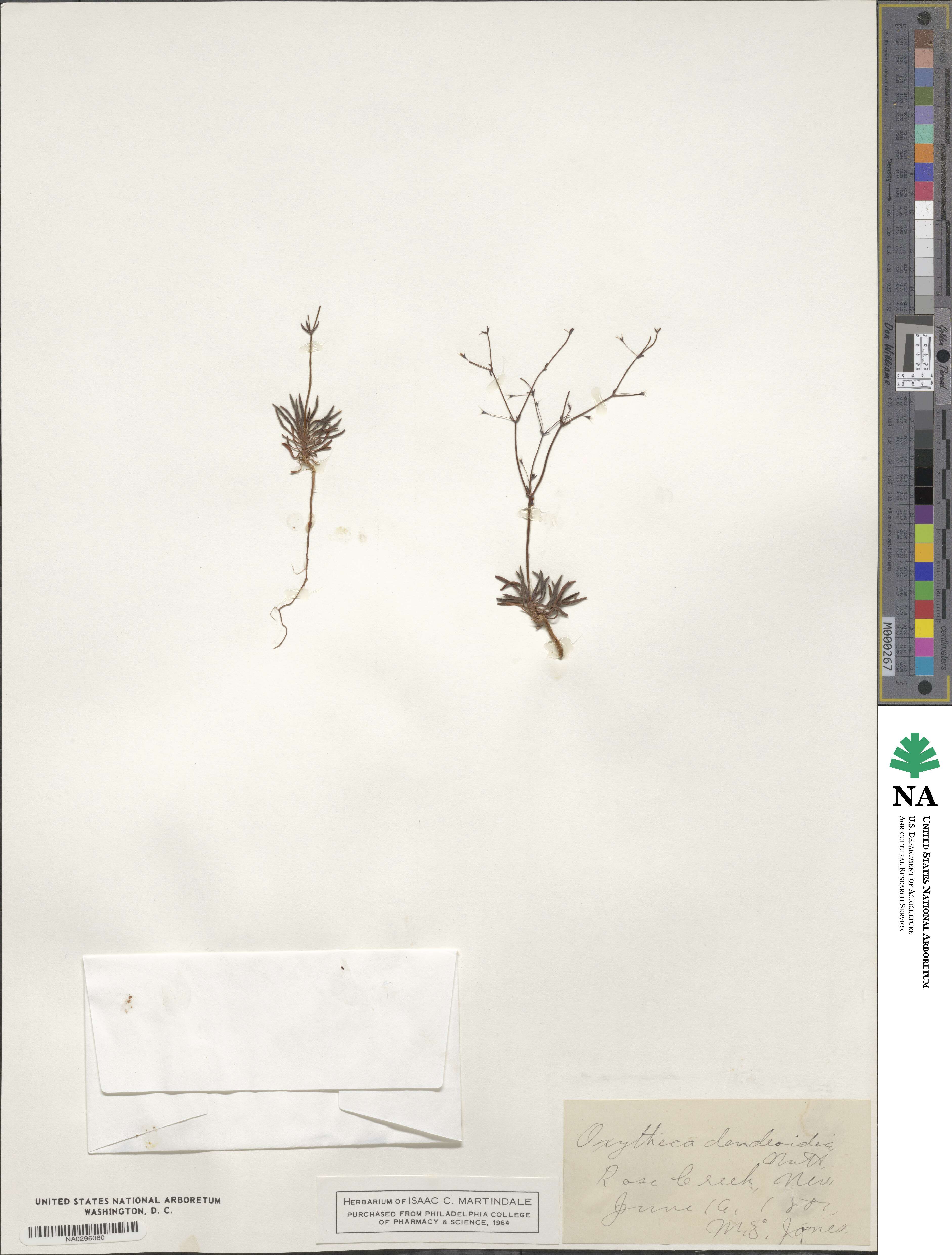 Oxytheca dendroidea image