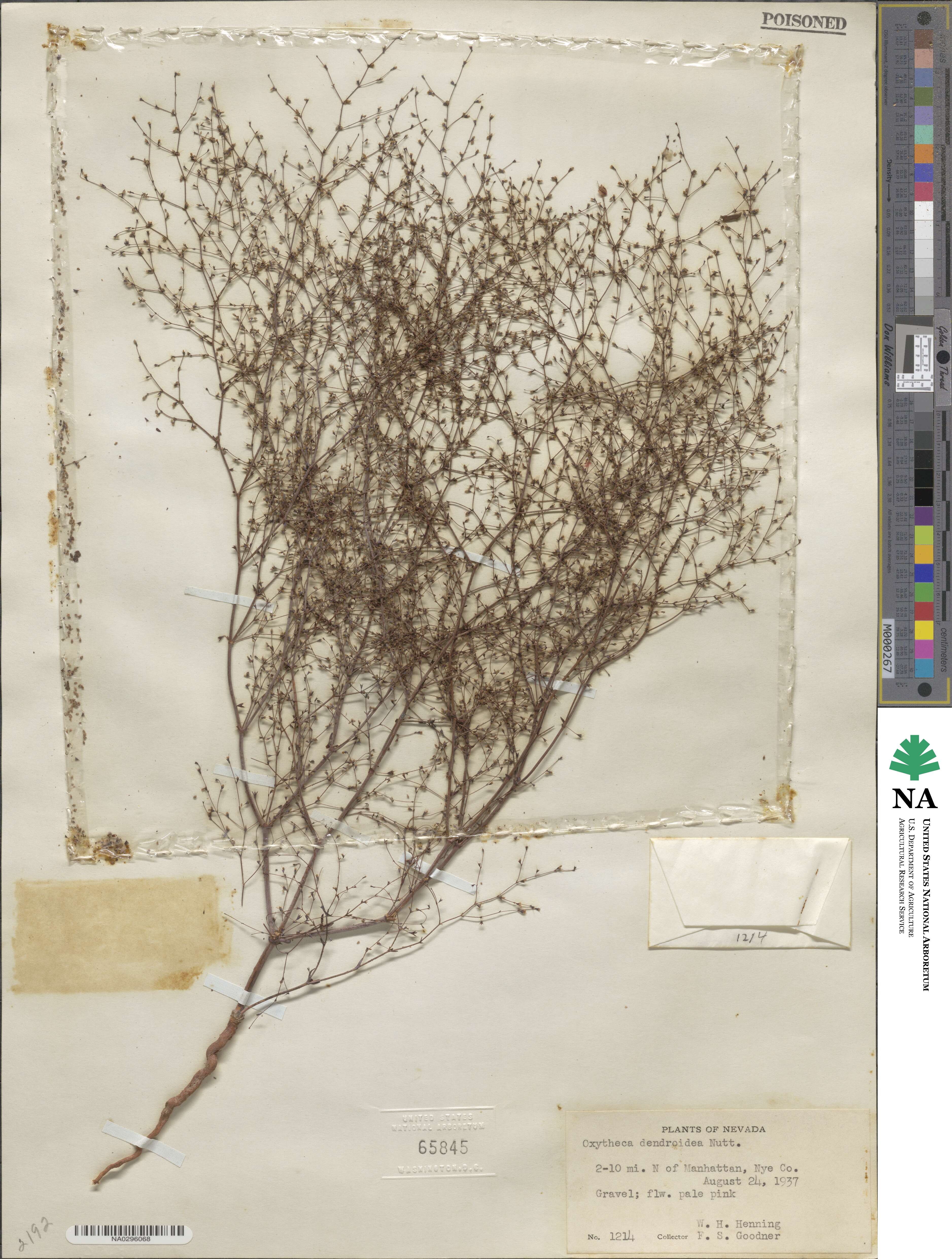 Oxytheca dendroidea image