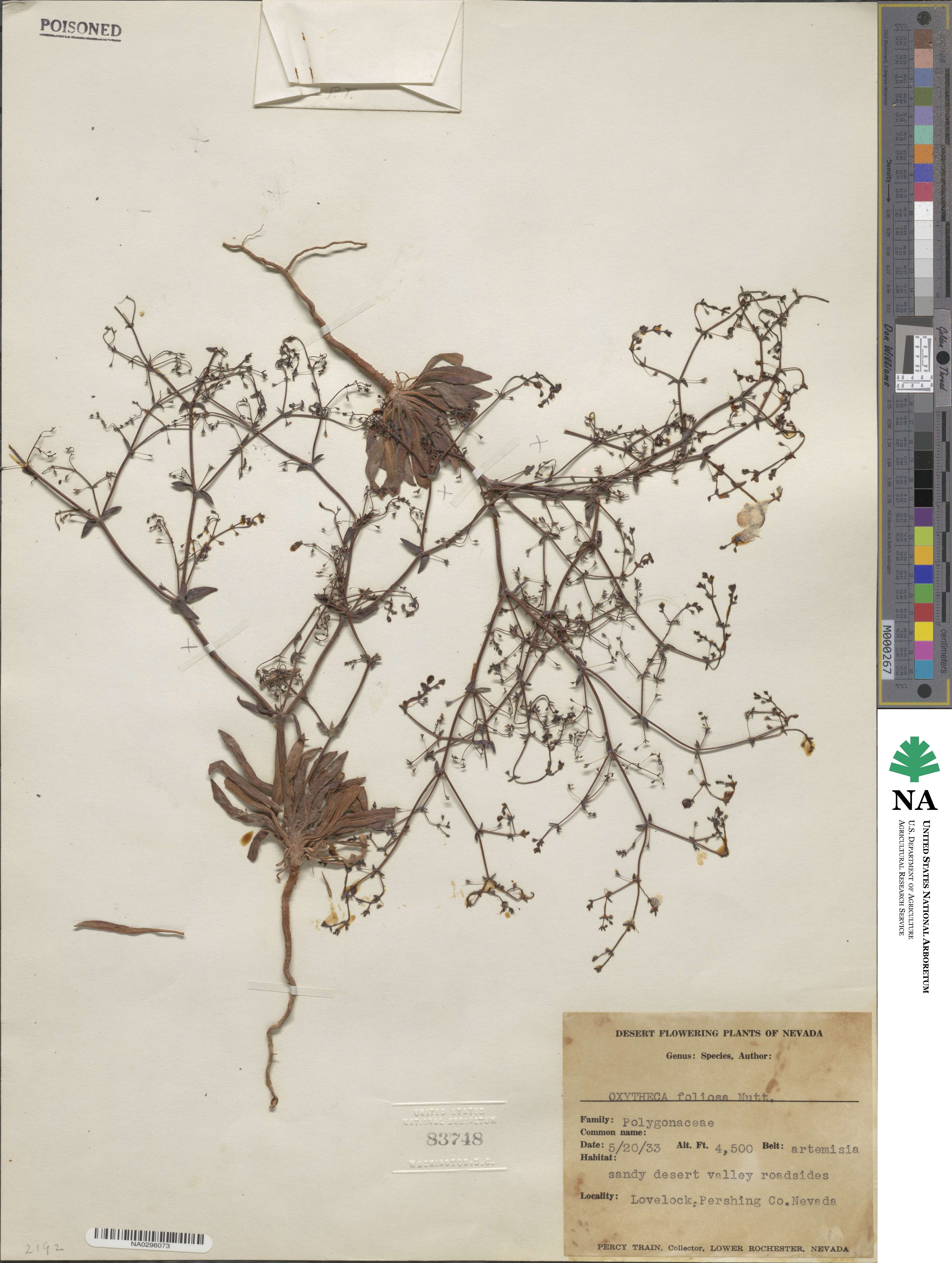 Oxytheca dendroidea subsp. dendroidea image