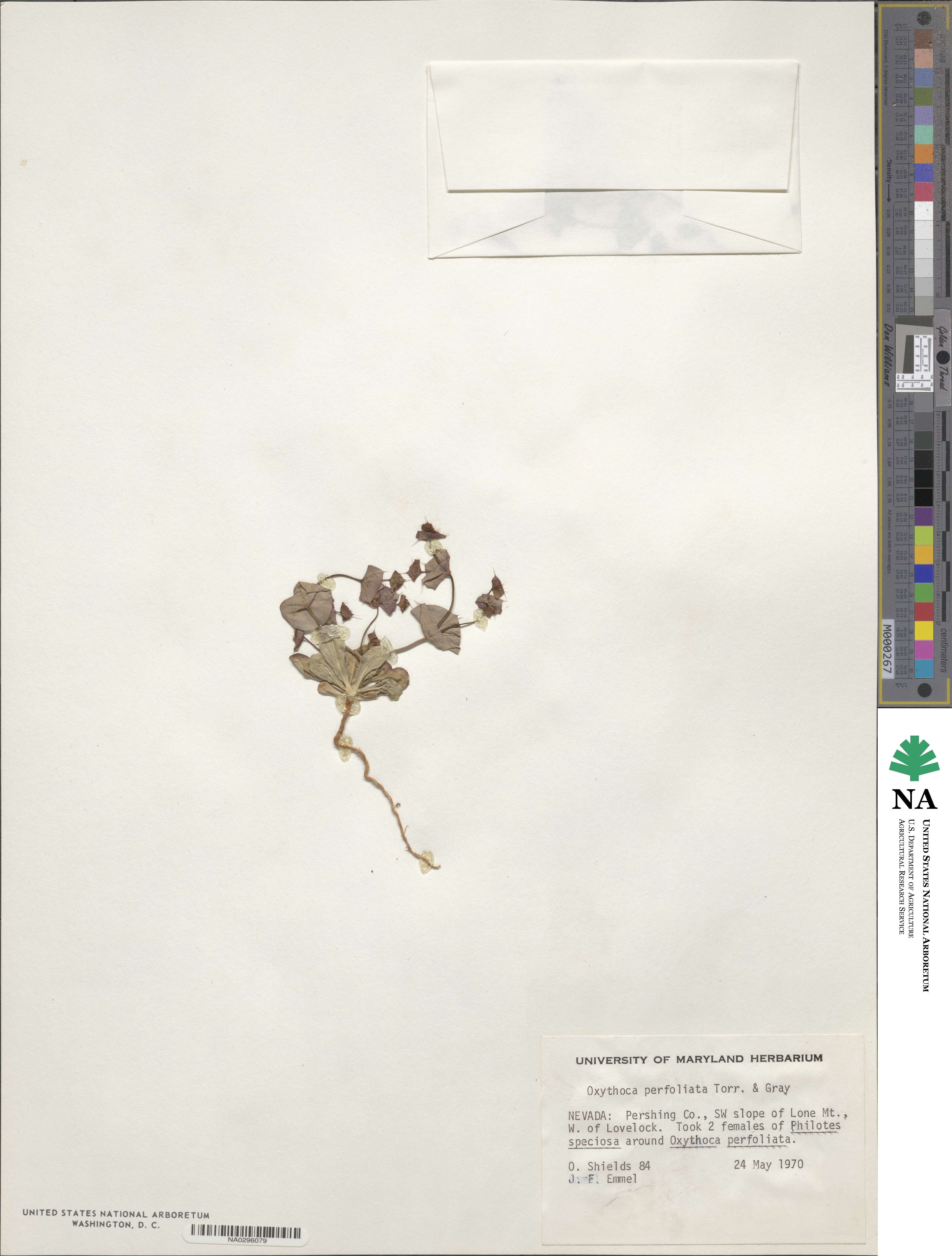 Oxytheca perfoliata image