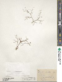 Image of Oxytheca watsonii