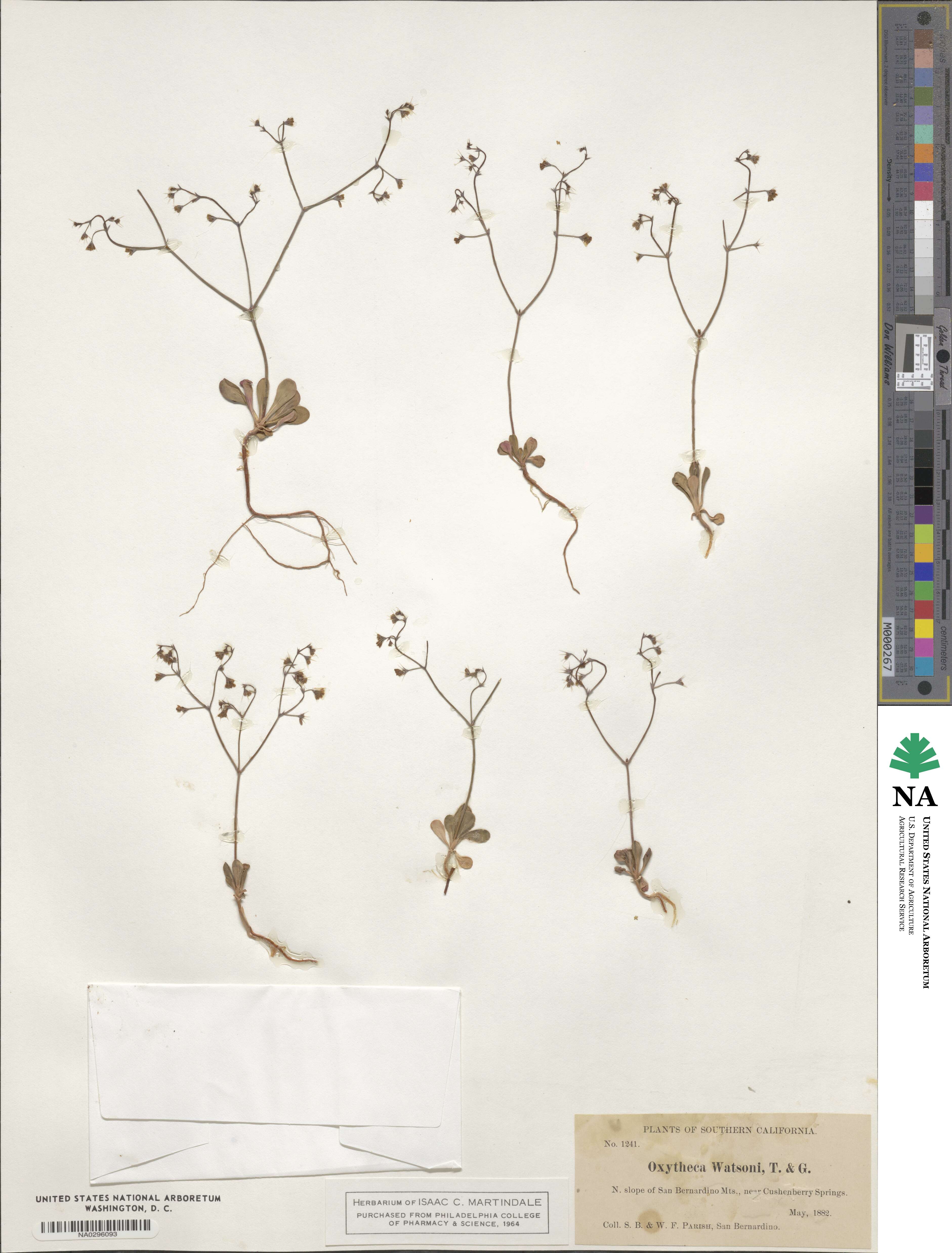 Oxytheca watsonii image