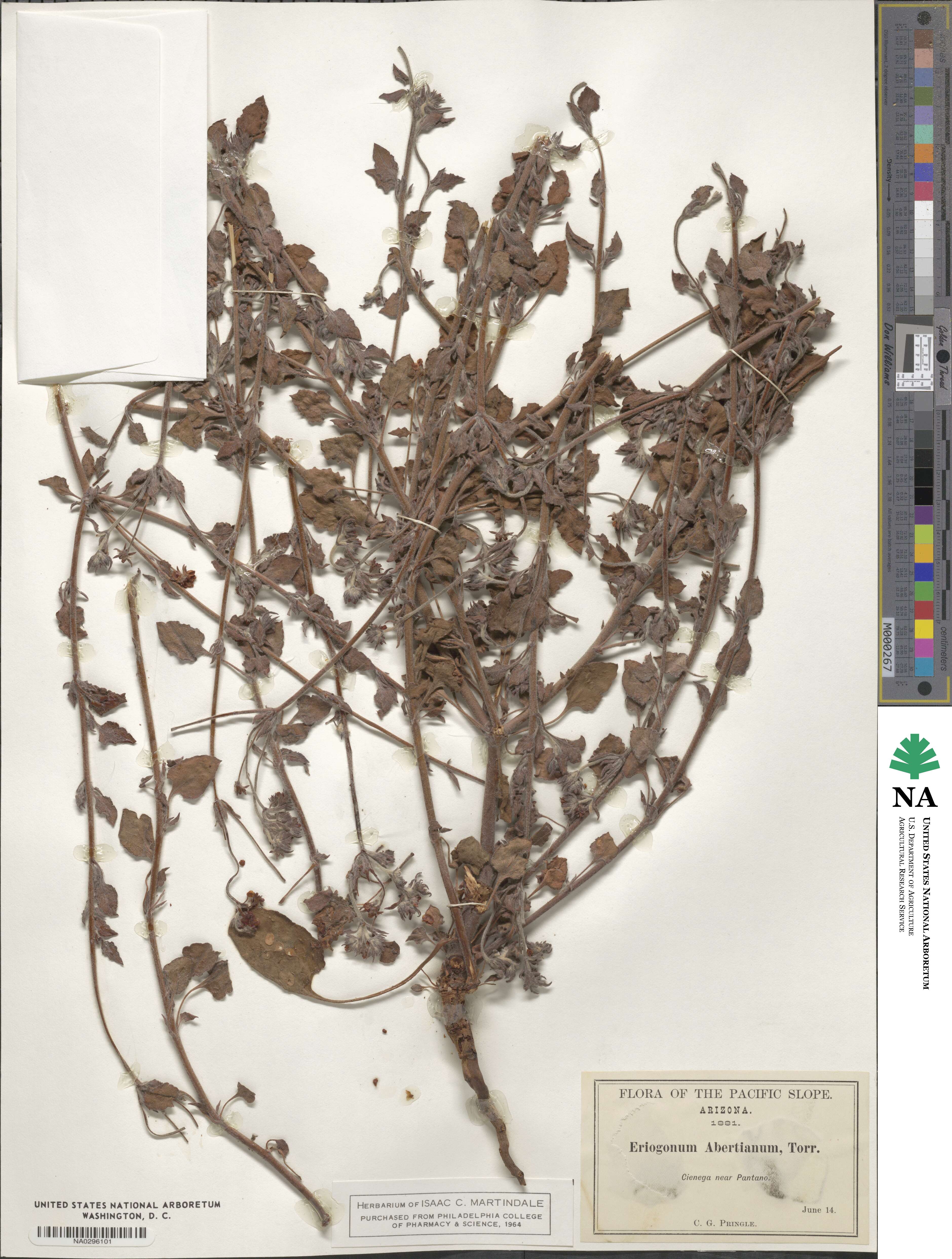 Eriogonum abertianum image