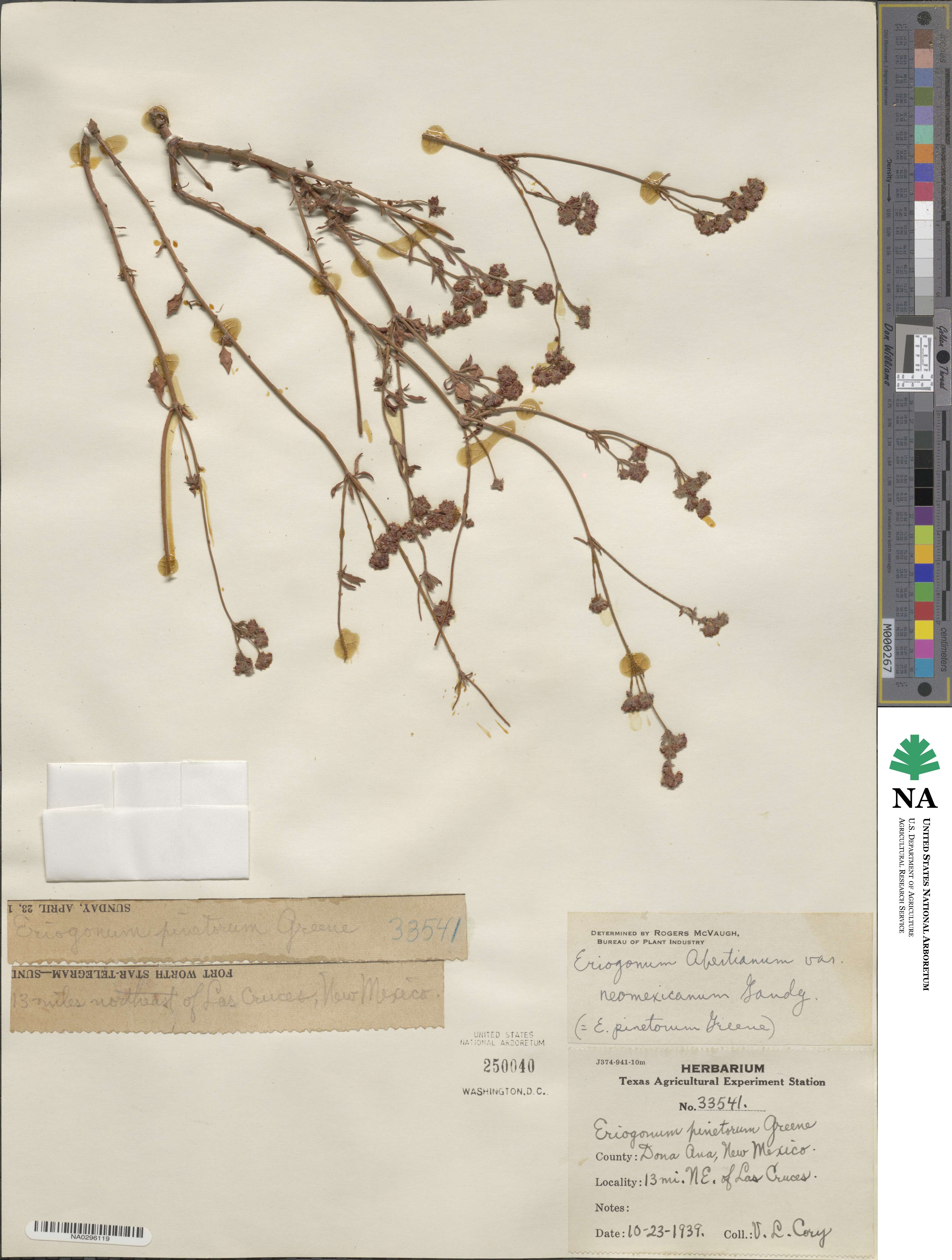 Eriogonum abertianum image