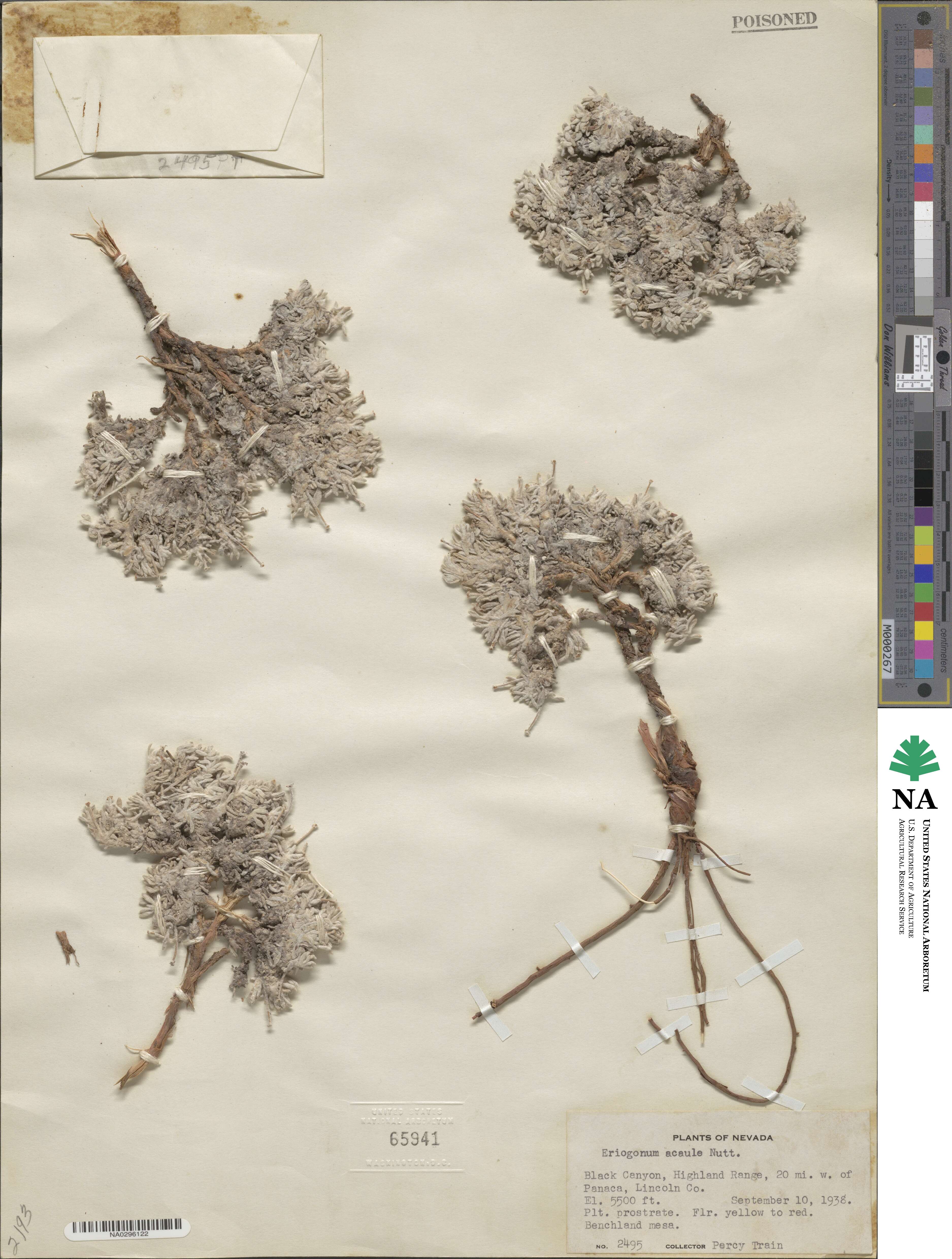 Eriogonum acaule image