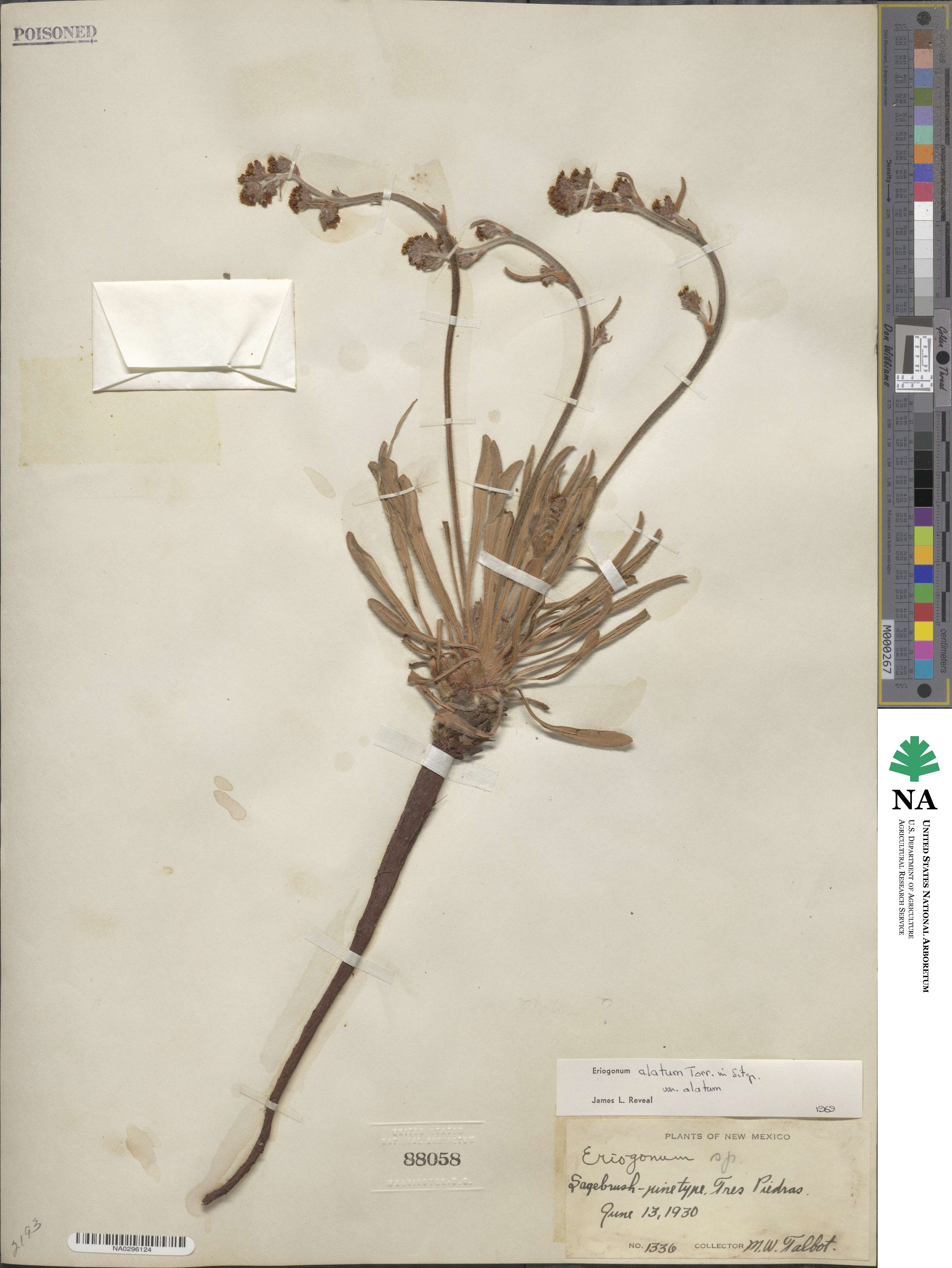 Eriogonum alatum image