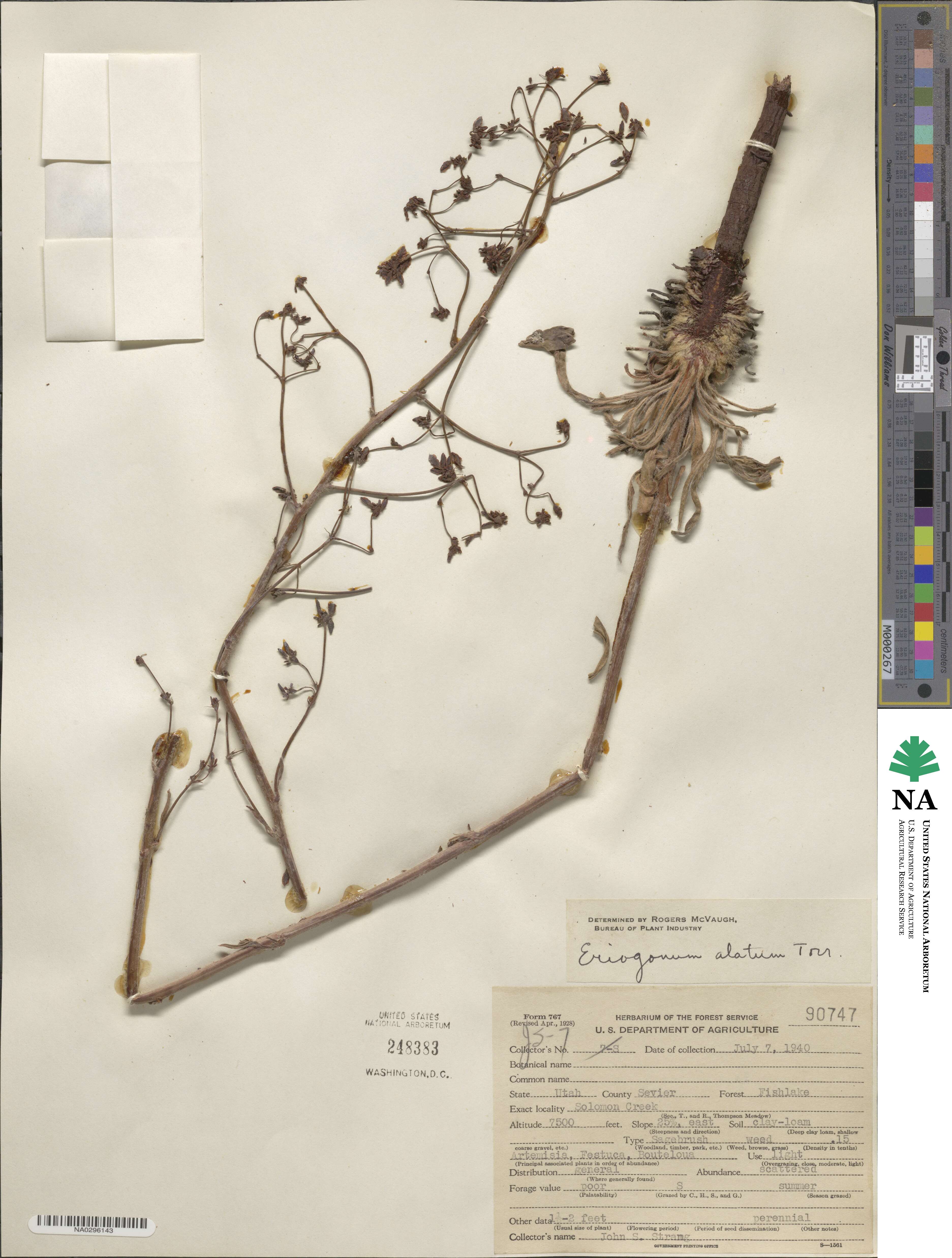 Eriogonum alatum image