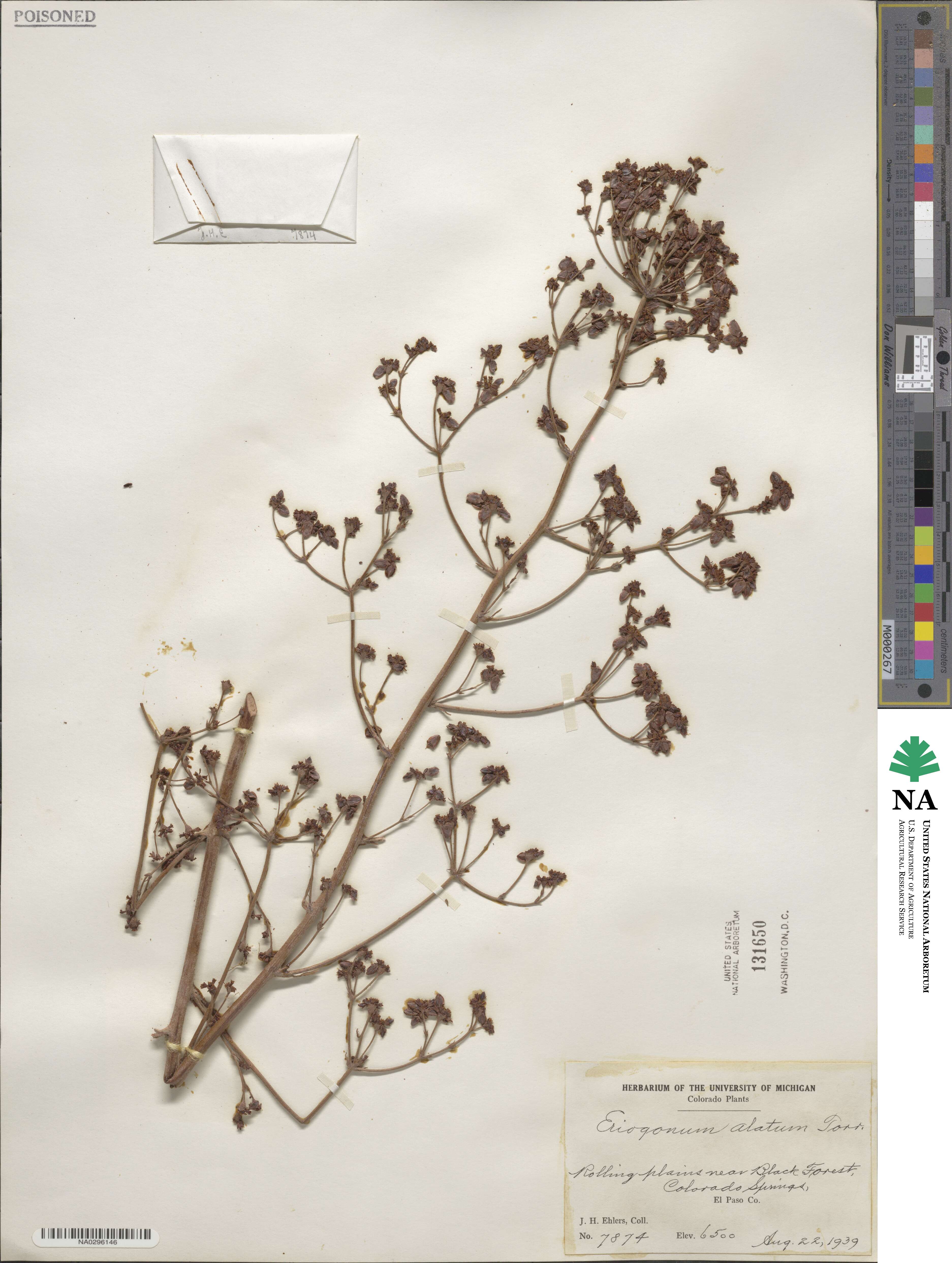 Eriogonum alatum image