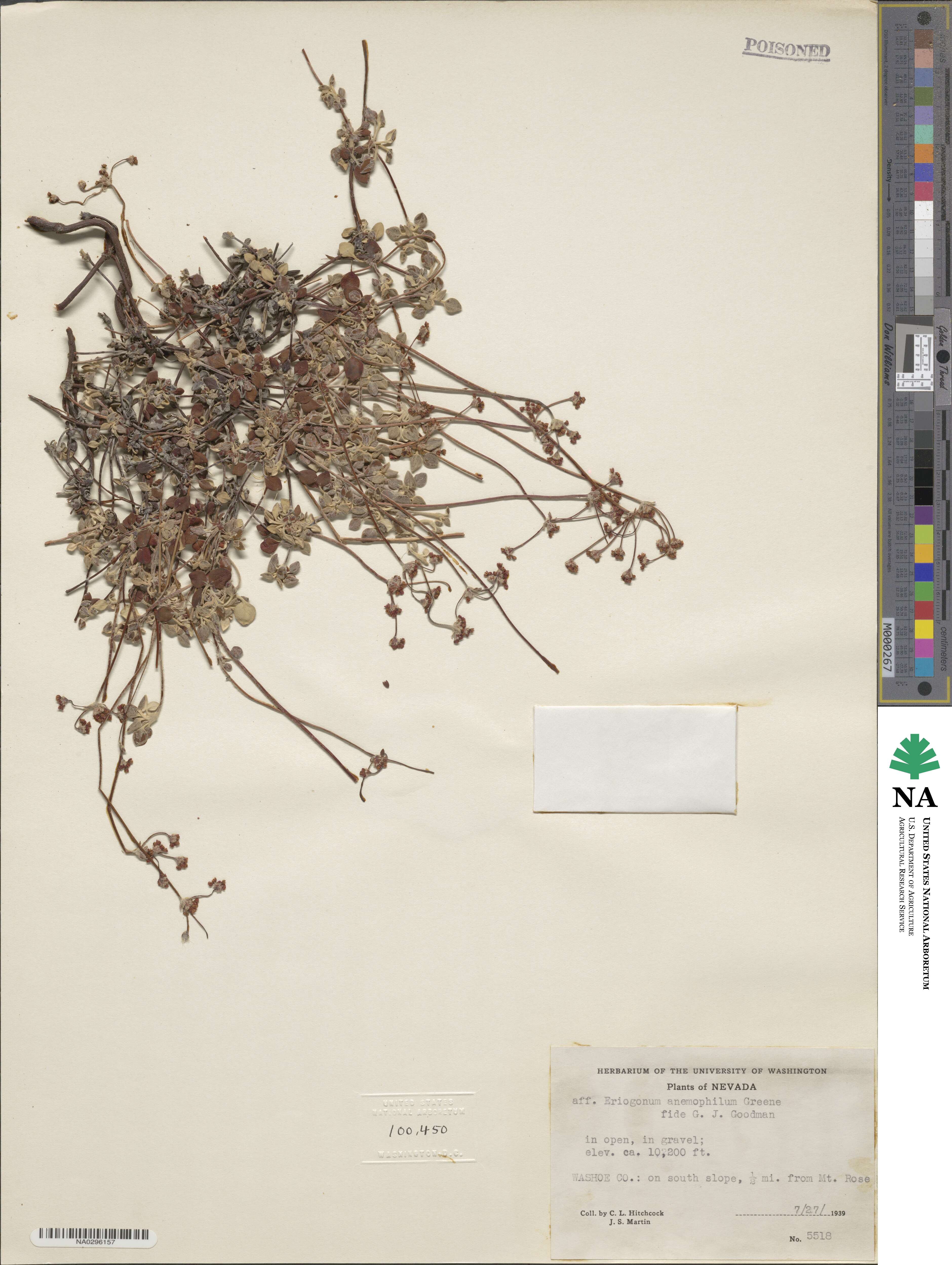 Eriogonum anemophilum image