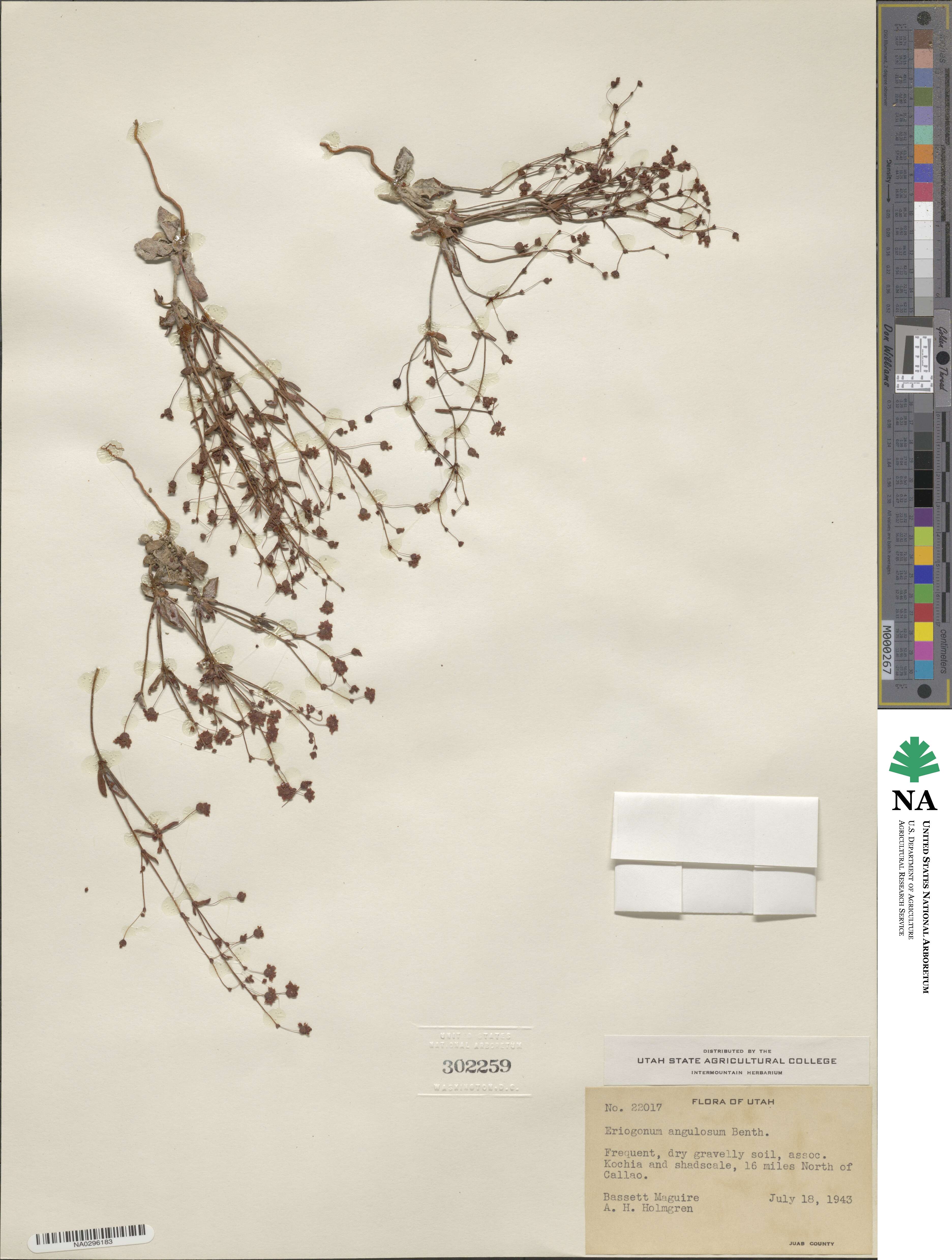 Eriogonum angulosum image