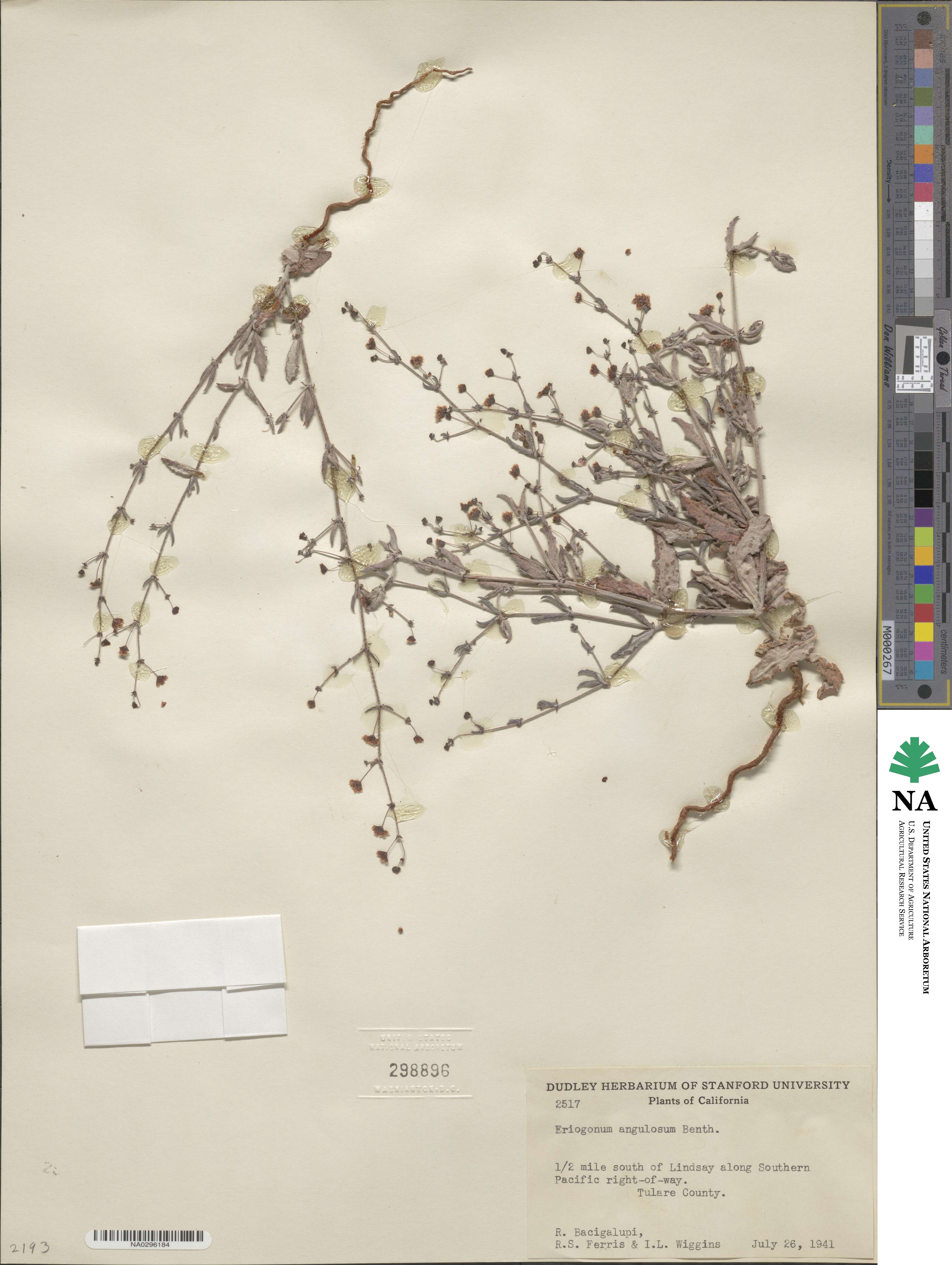 Eriogonum angulosum image